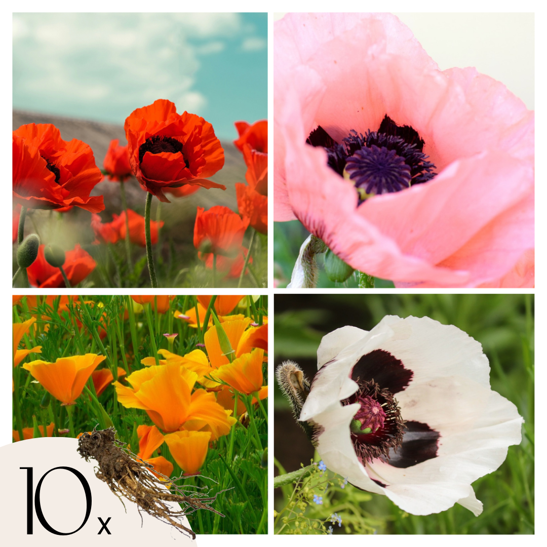 Oosterse klaproos - Set van 10 - Papaver orientale - Wortelstokken afbeelding