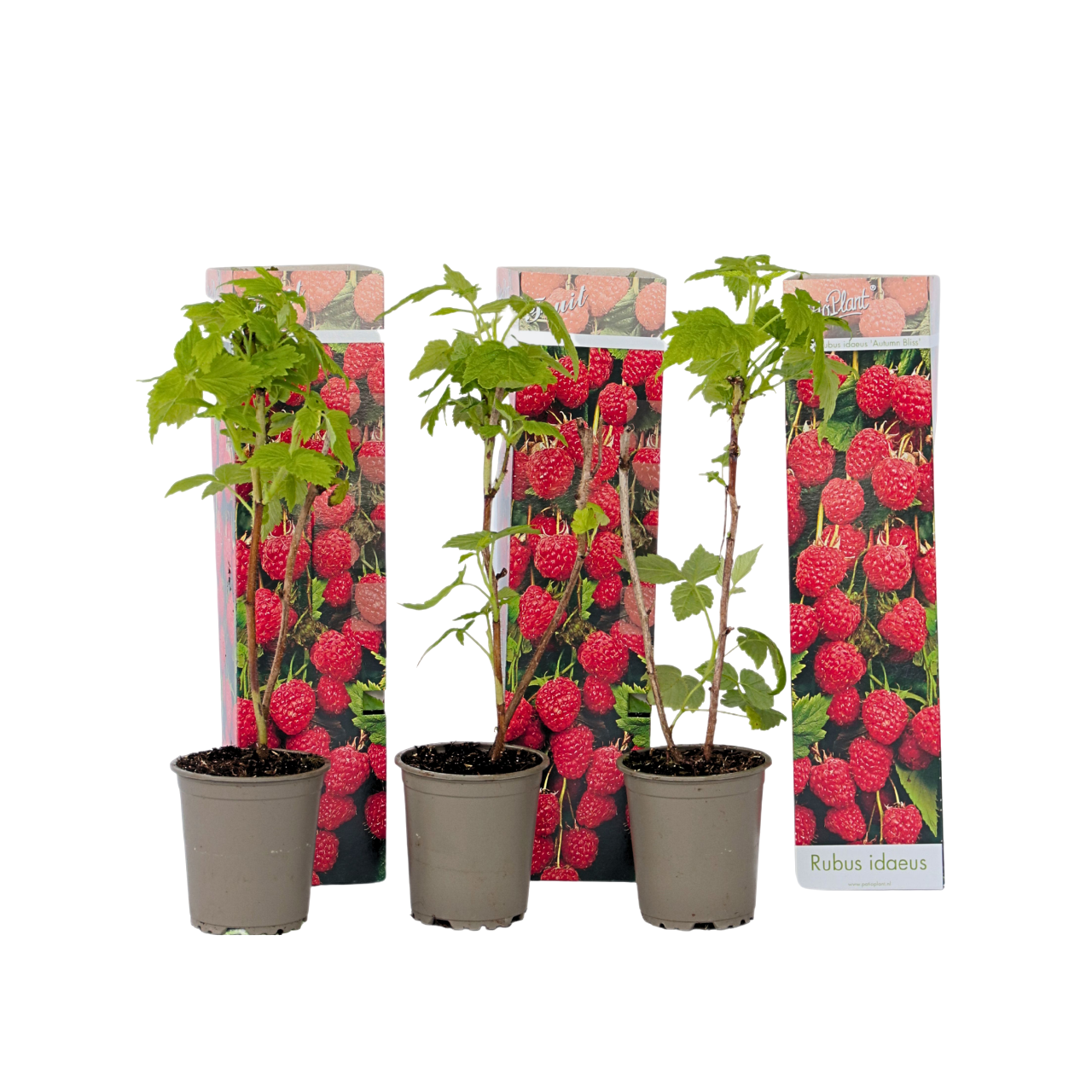 Frambozenplant - Set van 3 - Rubus ideaus'Autumn Bliss'- Hoogte 25-40cm -⌀9cm afbeelding