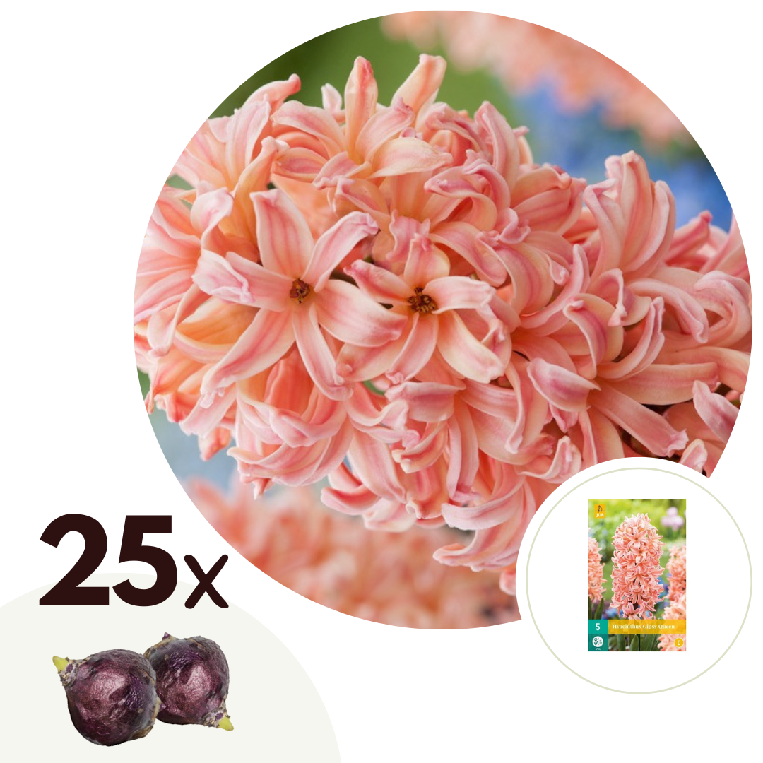 Hyacintenbollen - Set van 25 - Hyacinthus'Gipsy Queen'- Bloembollen - Oranje afbeelding