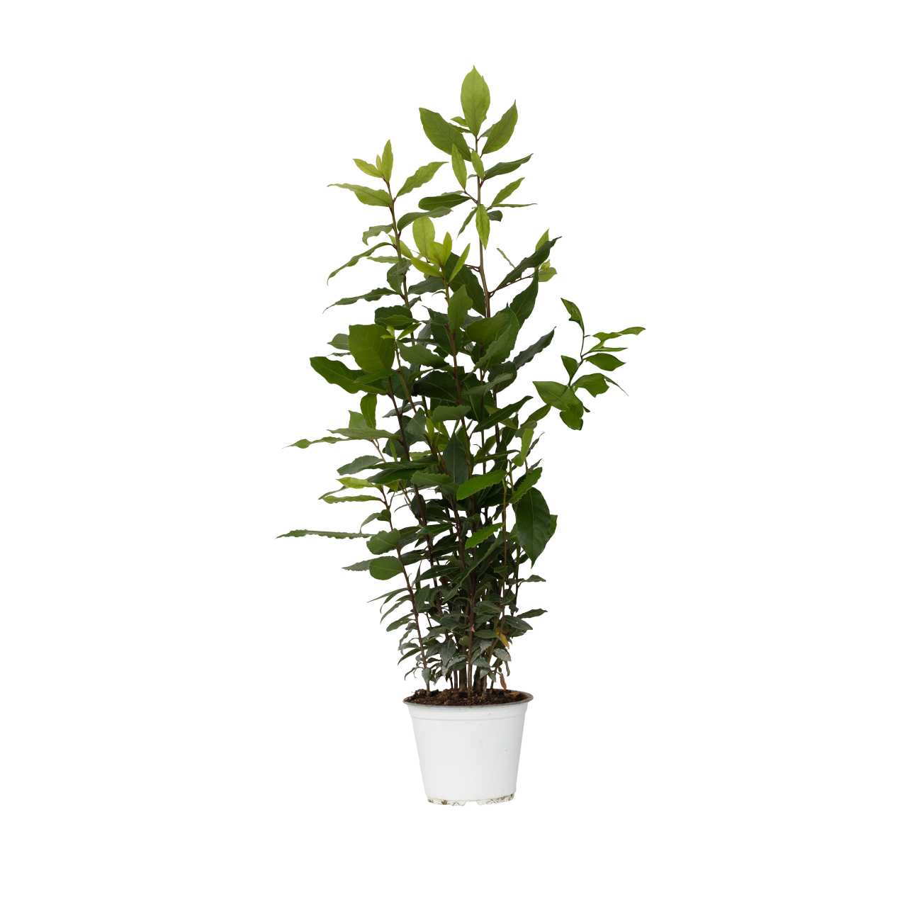 Laurier - Laurus nobilis - Hoogte 30-40cm -⌀14cm afbeelding