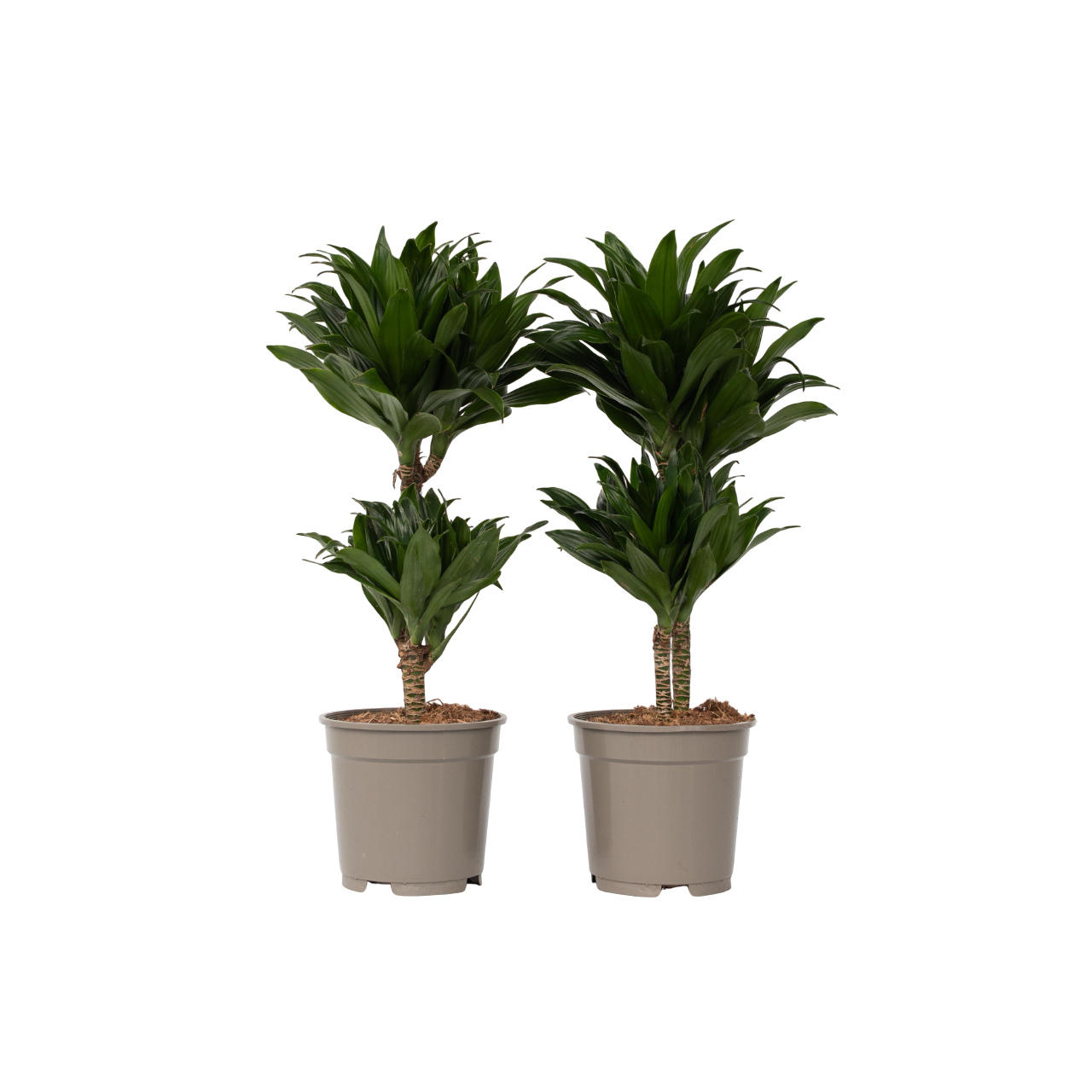 Drakenbloedboom - Set van 2 - Dracaena surculosa - Hoogte 50-65cm -⌀17cm afbeelding