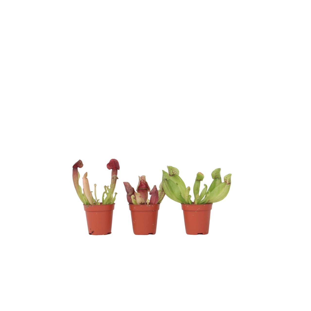 Trompetbekerplant - Set van 3 - Sarracenia purpurea - Hoogte 10cm -⌀5,5cm afbeelding