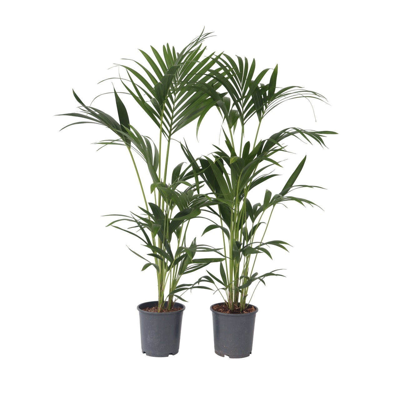 Kentiapalm - Set van 2 - Howea forsteriana - Hoogte 90-100cm -⌀18cm afbeelding