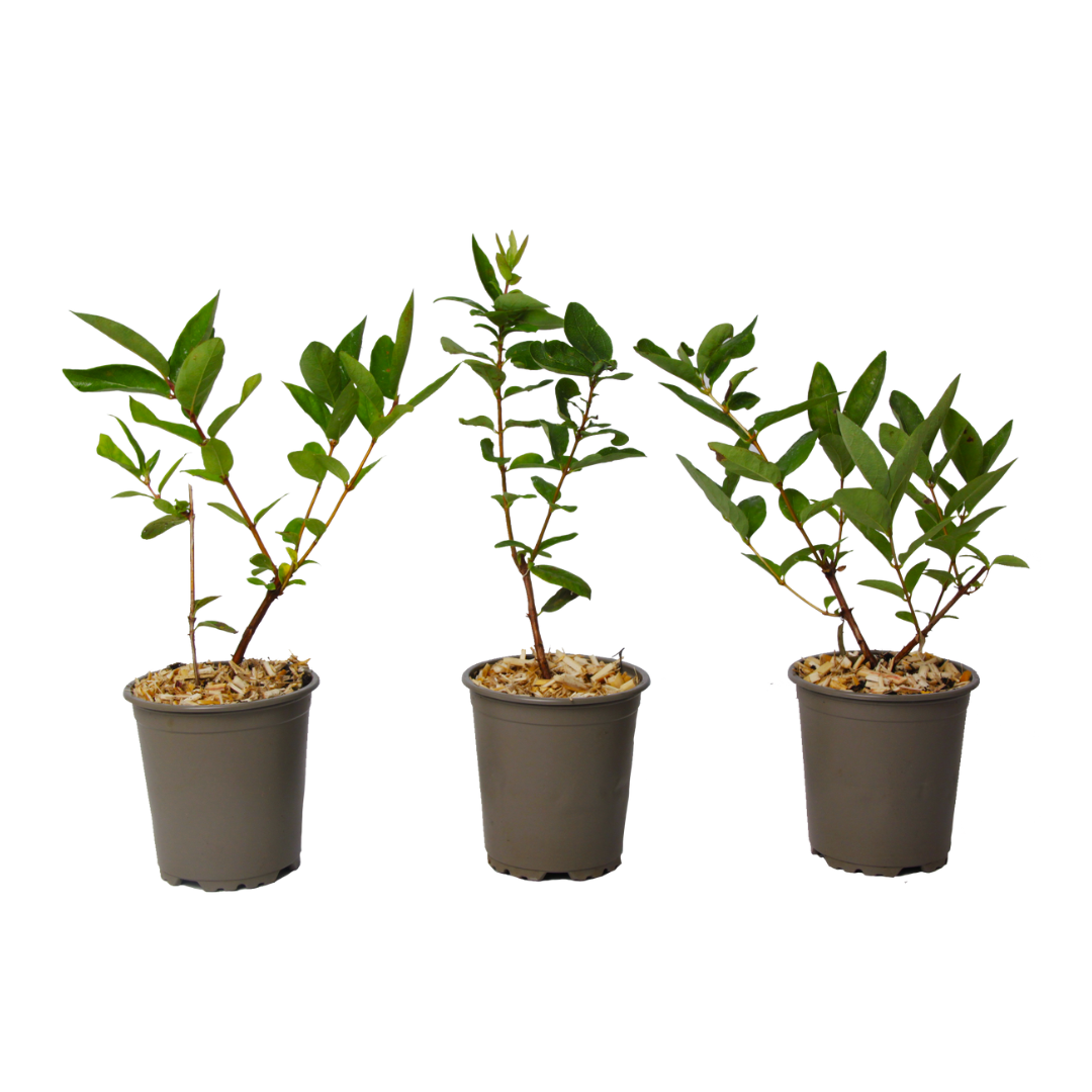 Honingsbes - Set van 3 - Lonicera kamtchatica - Hoogte 25-40cm -⌀9cm afbeelding