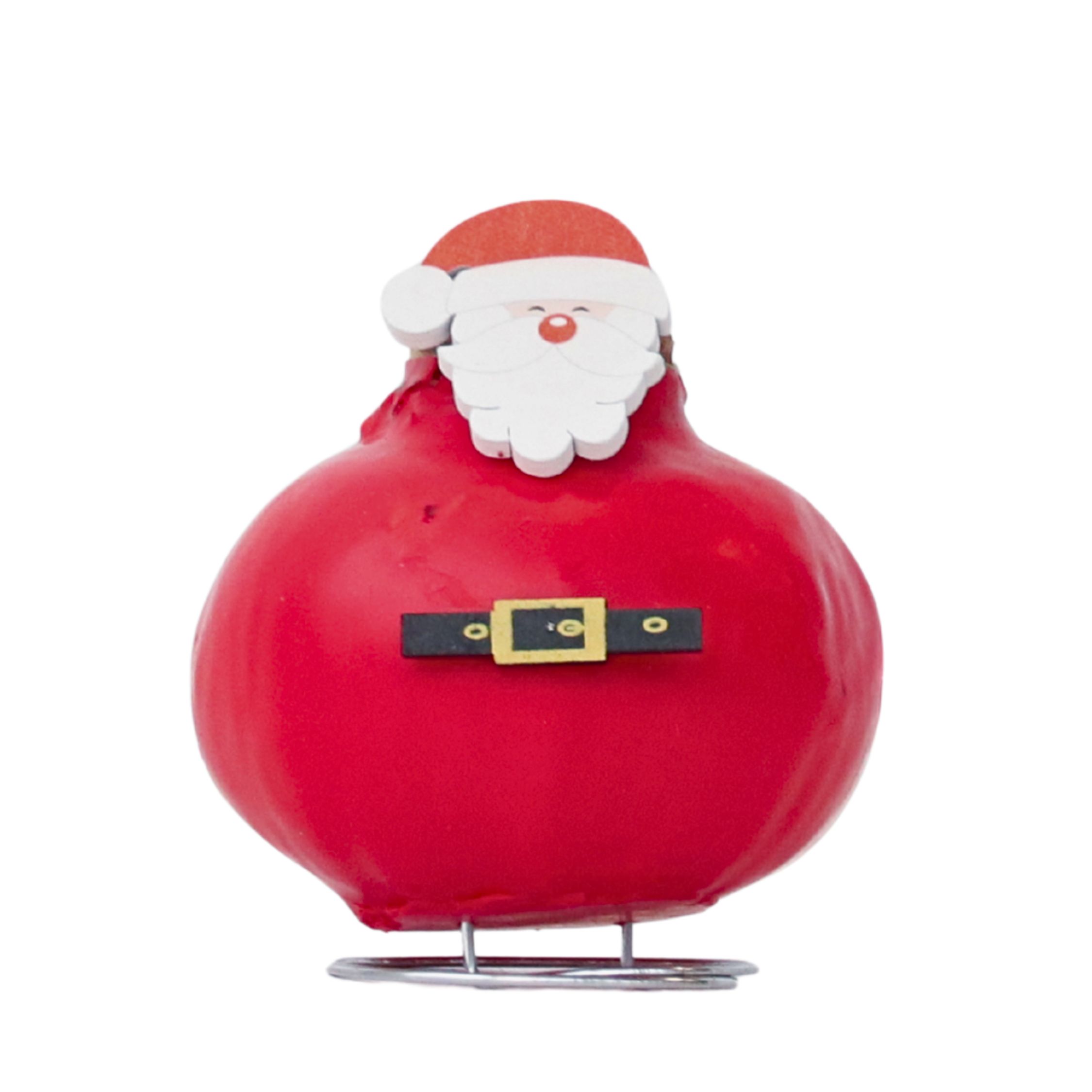 Amarylis - Hippeastrum 'Voskový speciál Santa Claus'