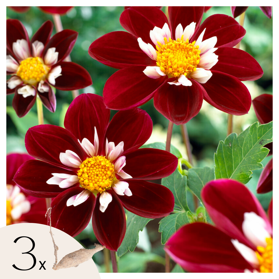 Dahliaknollen - Set van 3 - Dahlia'Mary Evelyn'- Rood afbeelding