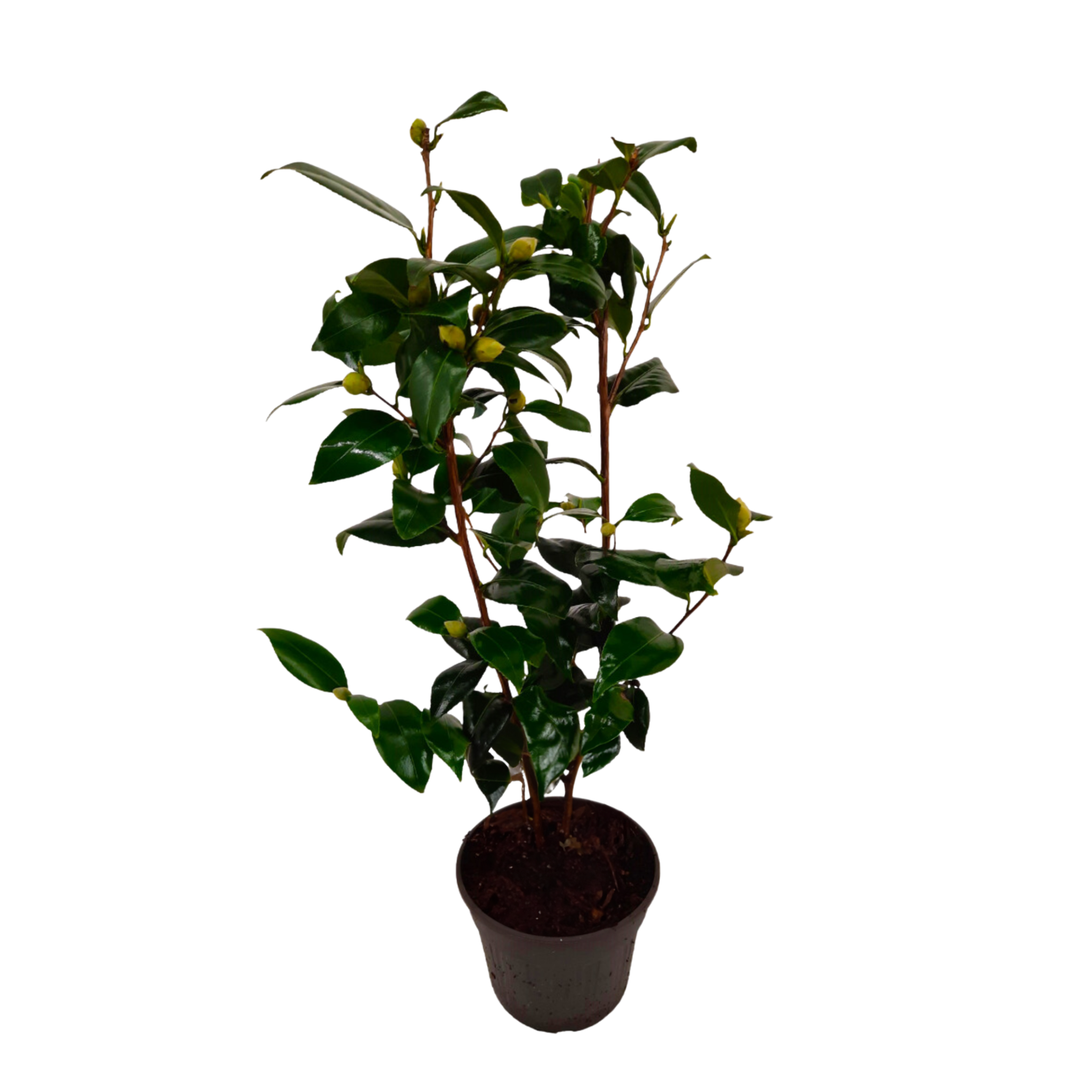 Japanse Roos - Camellia japonica'Brush Field'- Hoogte 50-60cm -⌀15cm afbeelding