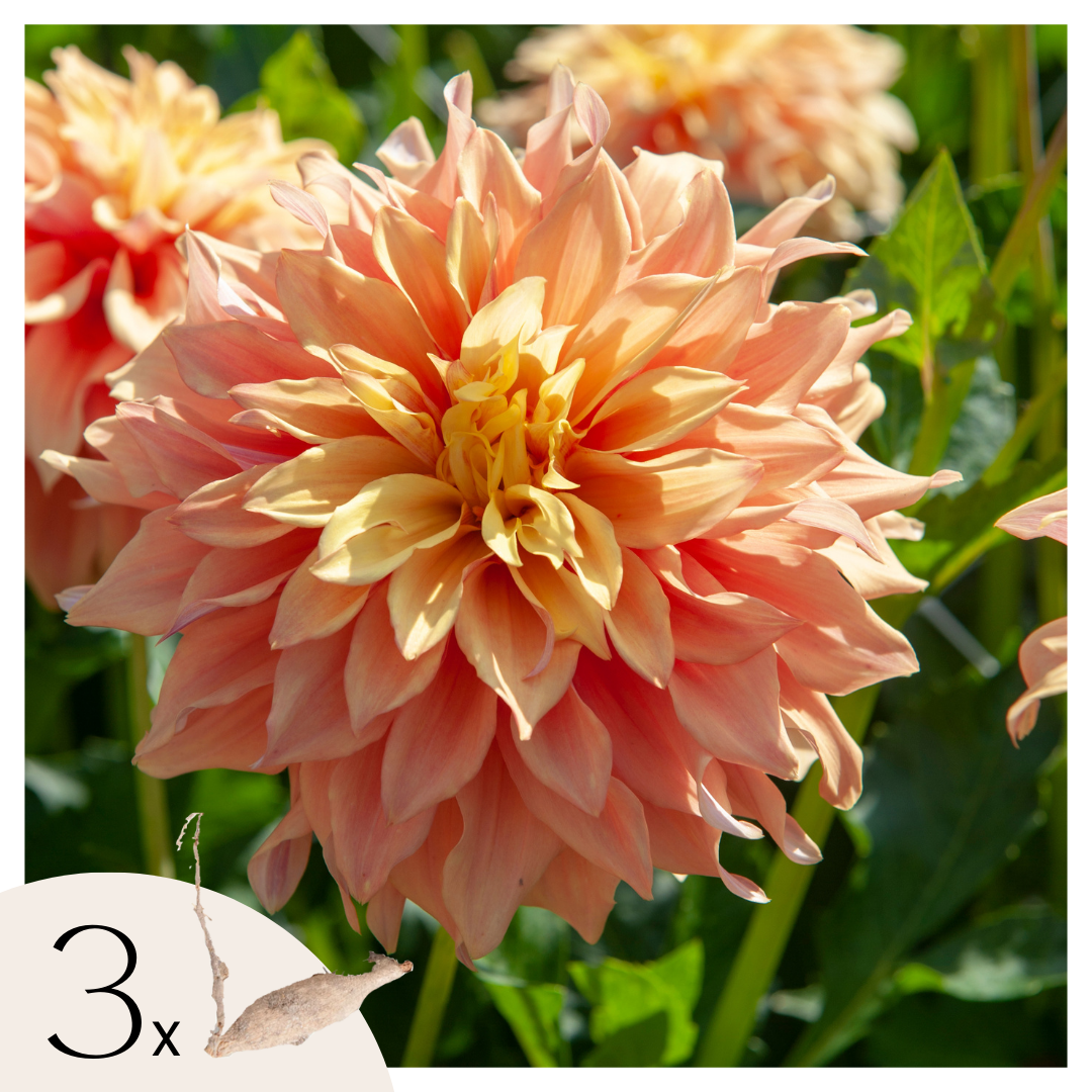 Dahliaknollen - Set van 3 - Dahlia'Tyrell'- Groen afbeelding