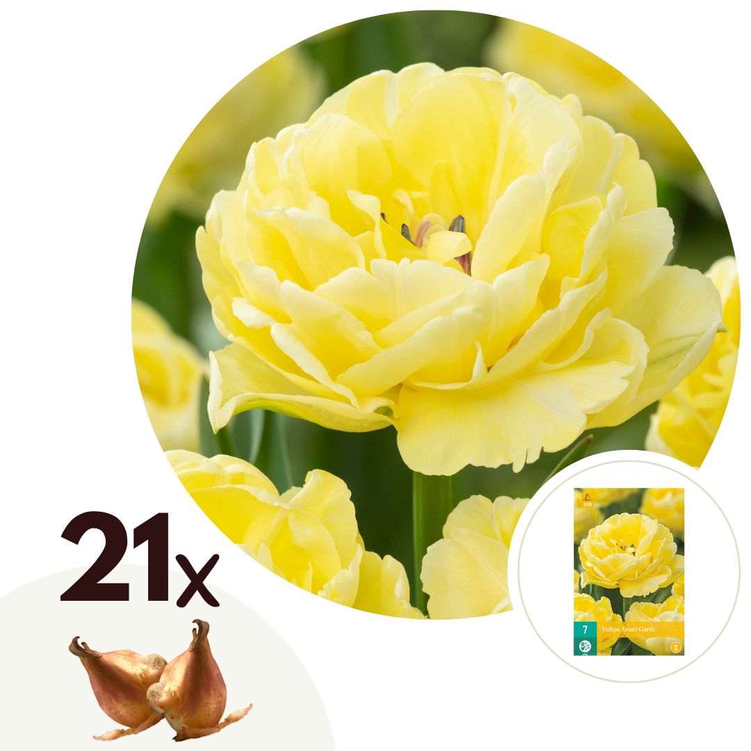 Tulpenbollen - Set van 21 - Tulipa'Avant Garde'- Bloembollen - Geel afbeelding