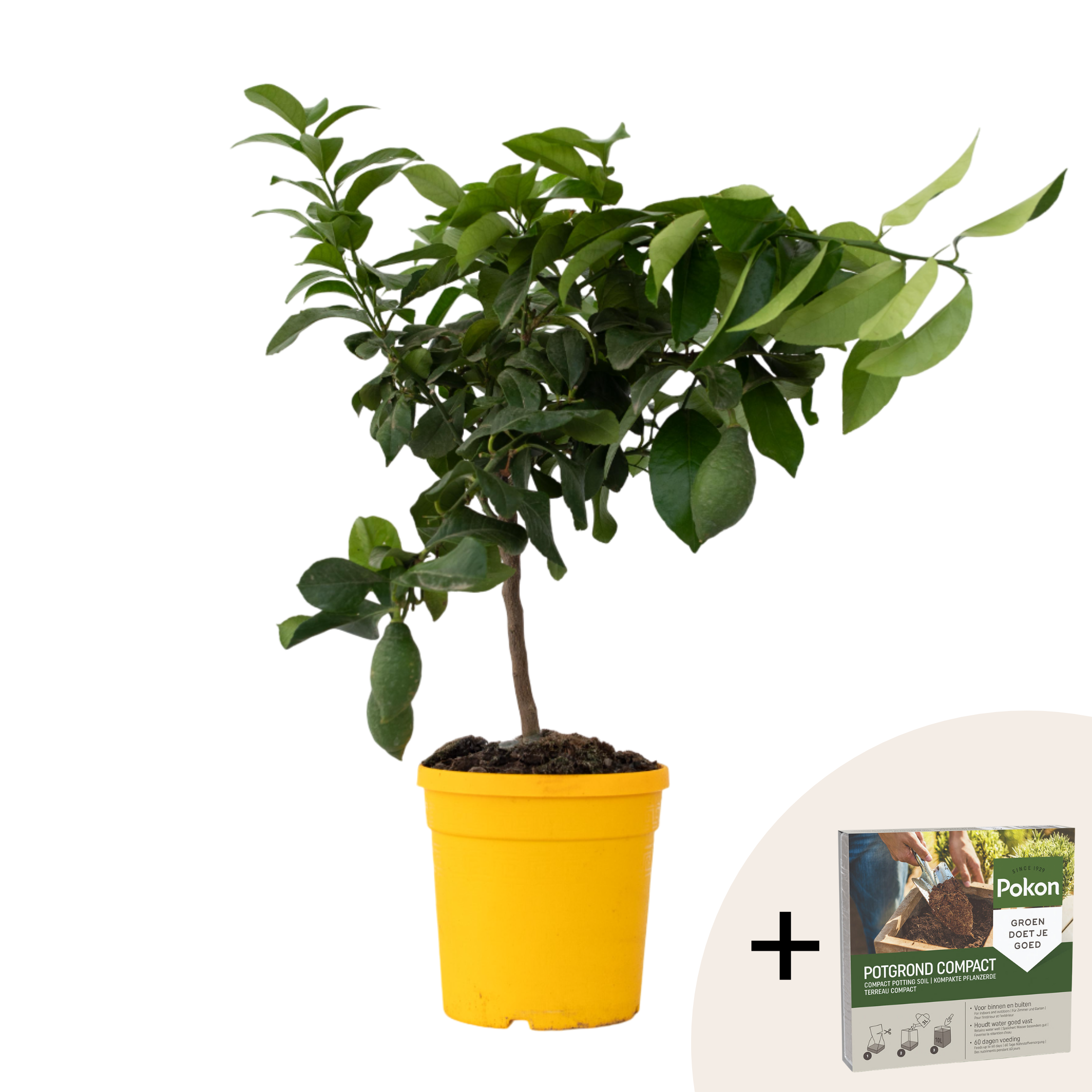 Citroenboom - Citrus limon - Hoogte 60-70cm -⌀19cm afbeelding