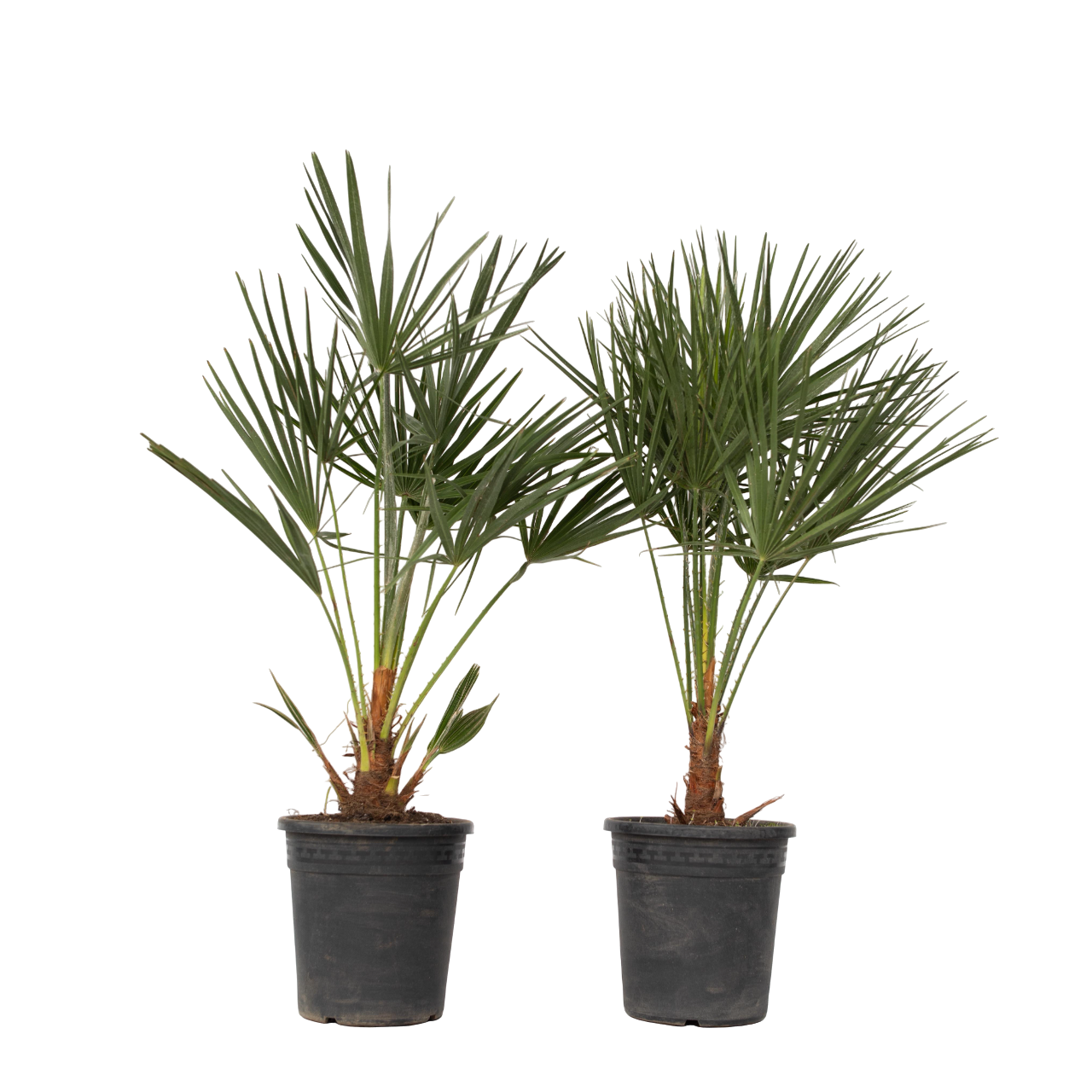 Dwergpalm - Set van 2 - Chamaerops humilis - Hoogte 70-80cm -⌀21cm afbeelding