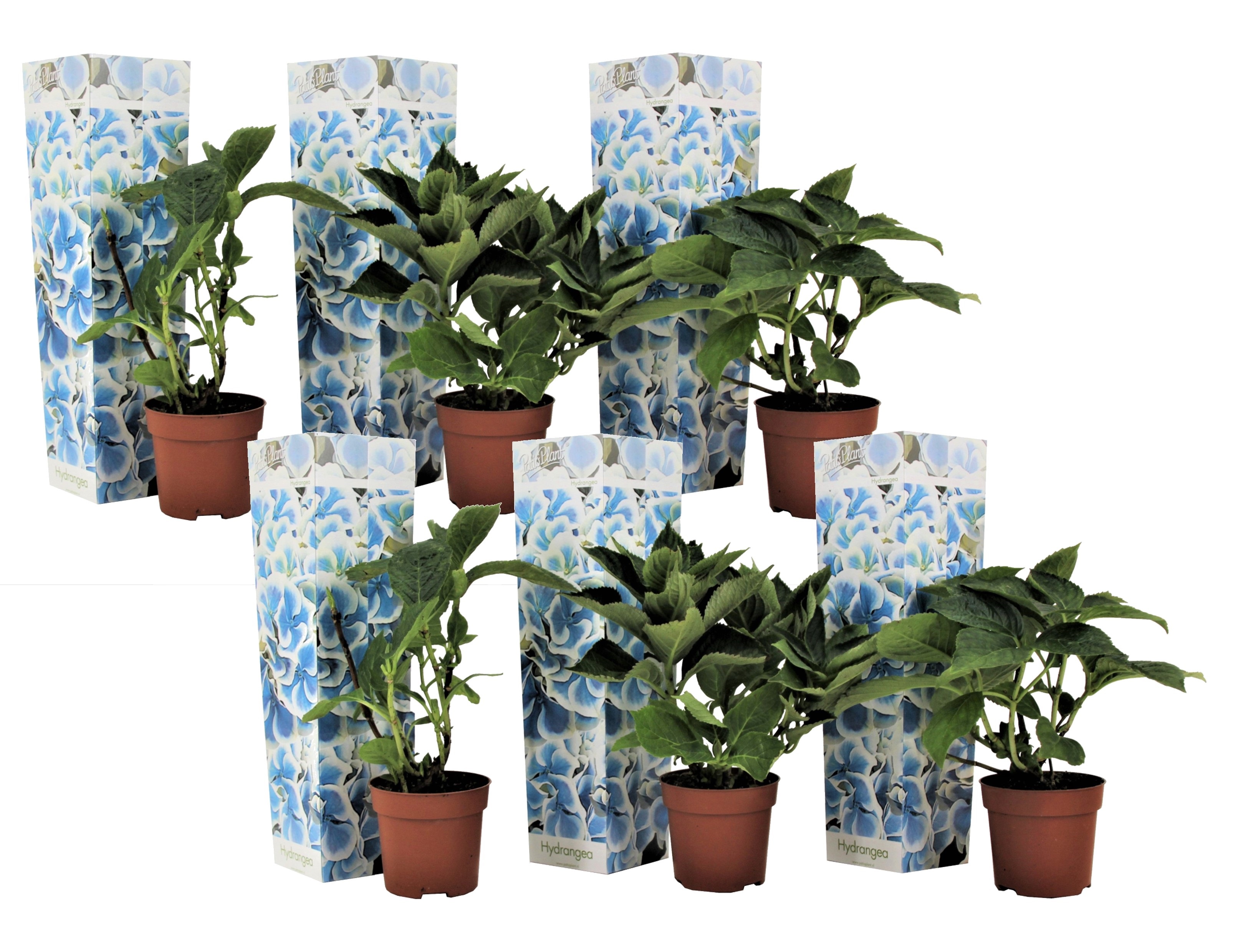 Hortensia - Set van 6 - Hydrangea macrophylla'Bavaria'- Hoogte 25-40cm -⌀9cm afbeelding