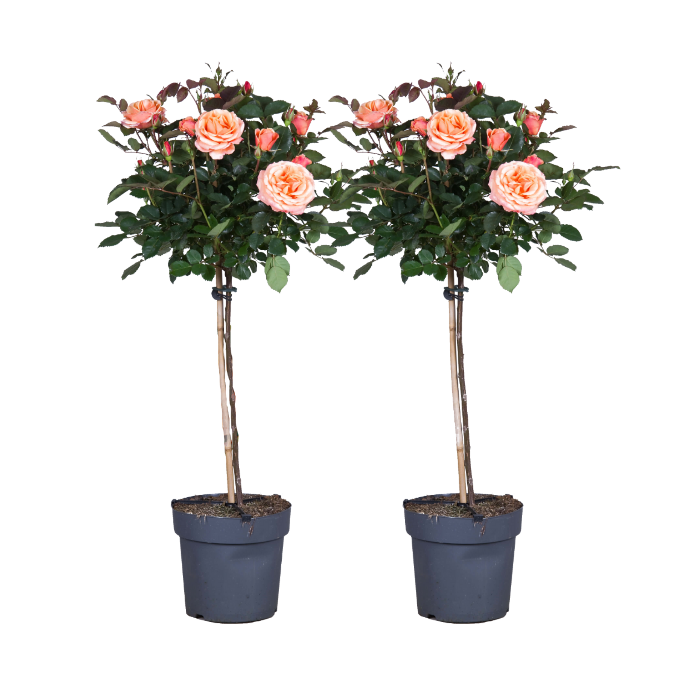 Stamroos - Set van 2 - Rosa palace'Catherine'- Hoogte 80-100cm -⌀19cm afbeelding