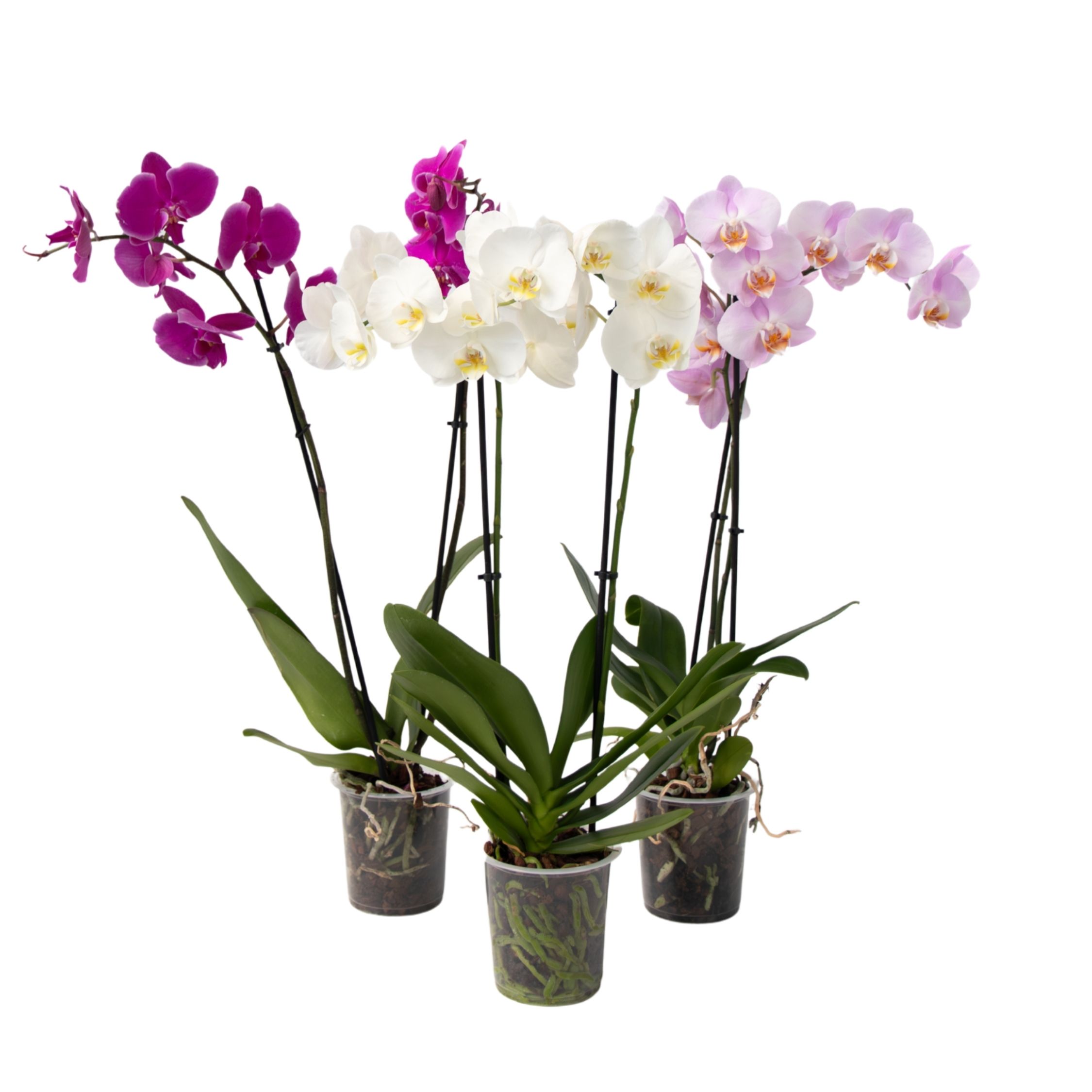 Motýlí orchidej - Mix 3 - Phalaenopsis - Výška 50-60cm - ⌀12cm