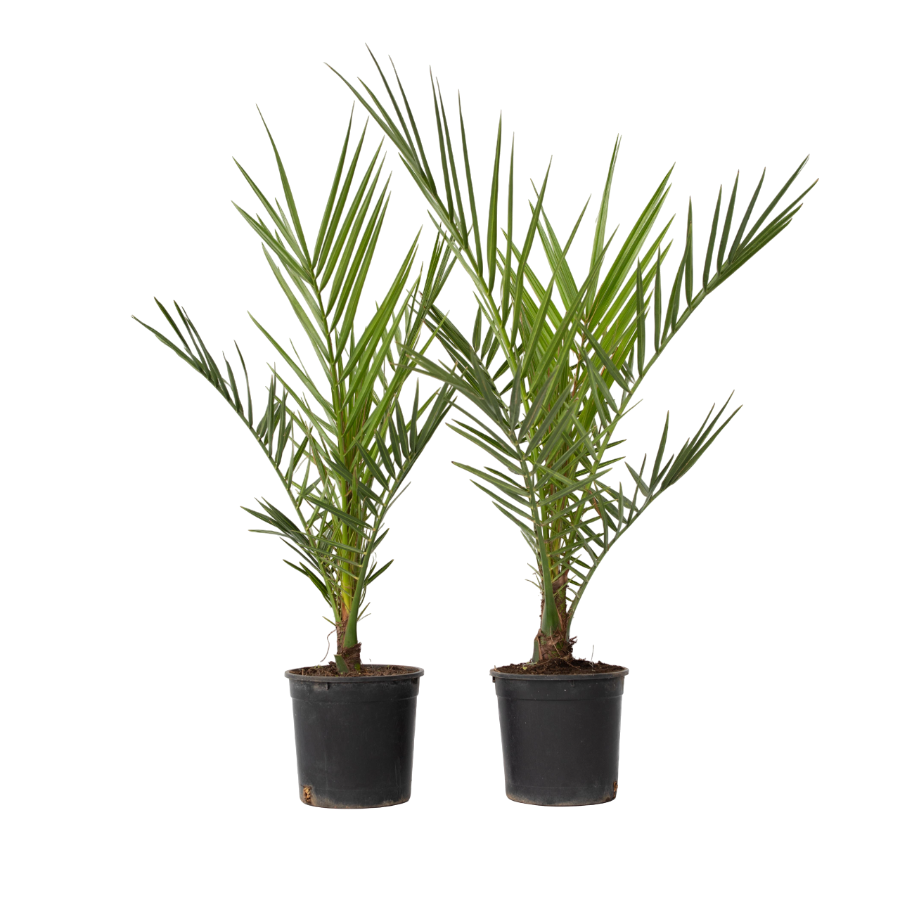 Canarische Dadelpalm - Set van 2 - Phoenix canariensis - Hoogte 50-60cm -⌀15cm afbeelding