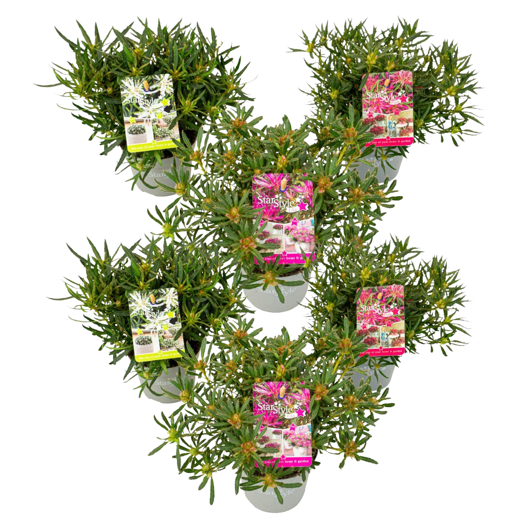 Ster Azalea - Set van 6 - Rhododendron'StarStyle'- Hoogte 25-35cm -⌀10,5cm afbeelding