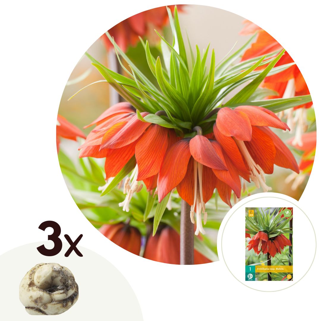 Rode keizerskroon - Set van 3 - Fritillaria rubra - Bloembollen - Oranje afbeelding