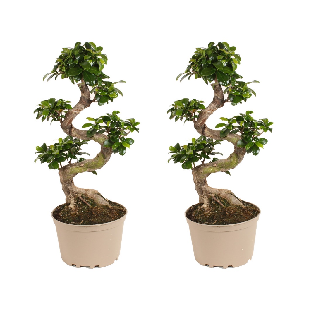 Chinese vijg - Set van 2 - Ficus microcarpa'ginseng'- Hoogte 60-70cm -⌀22cm afbeelding
