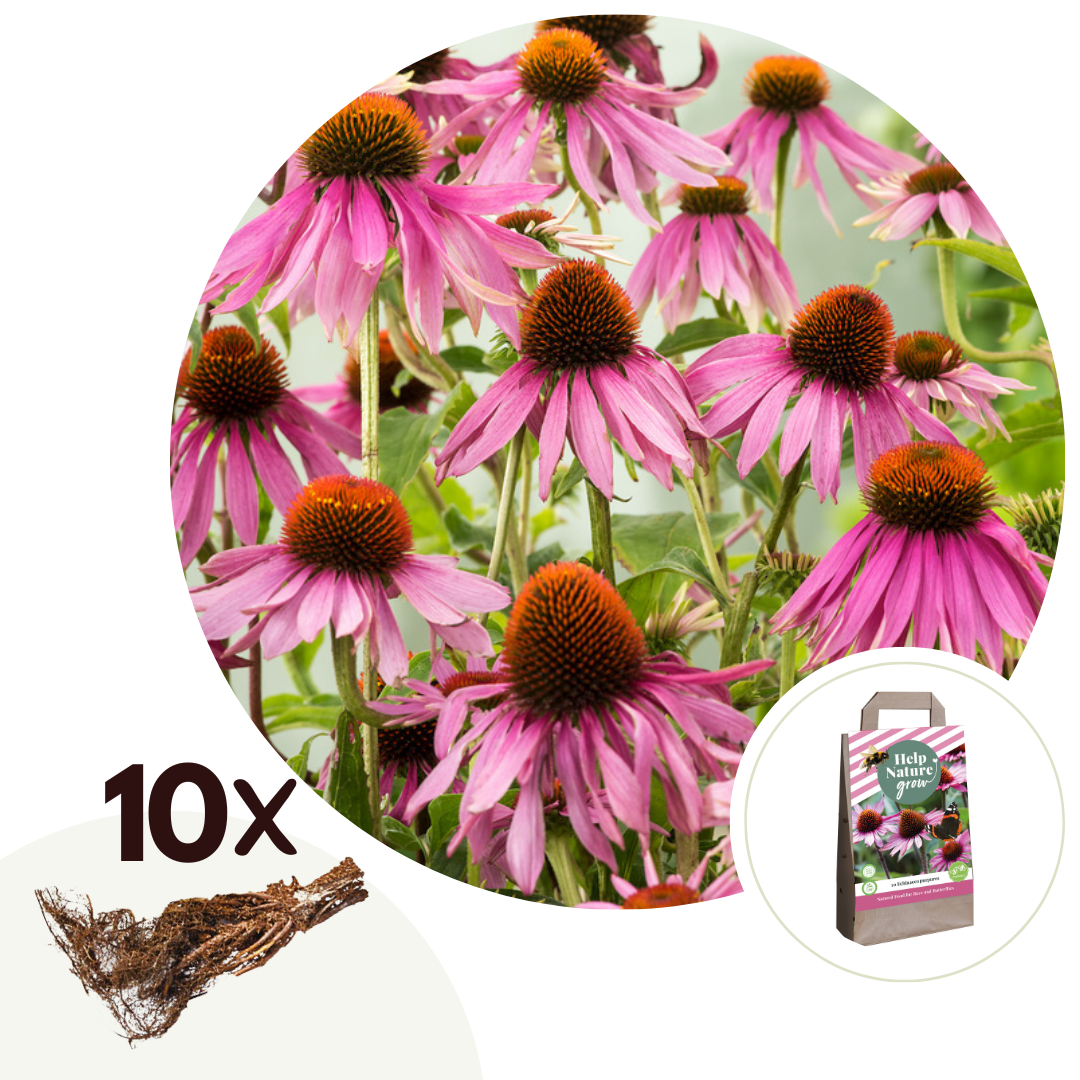 Zonnehoed - Set van 10 - Echinacea purpurea - Wortelstokken - Roze afbeelding
