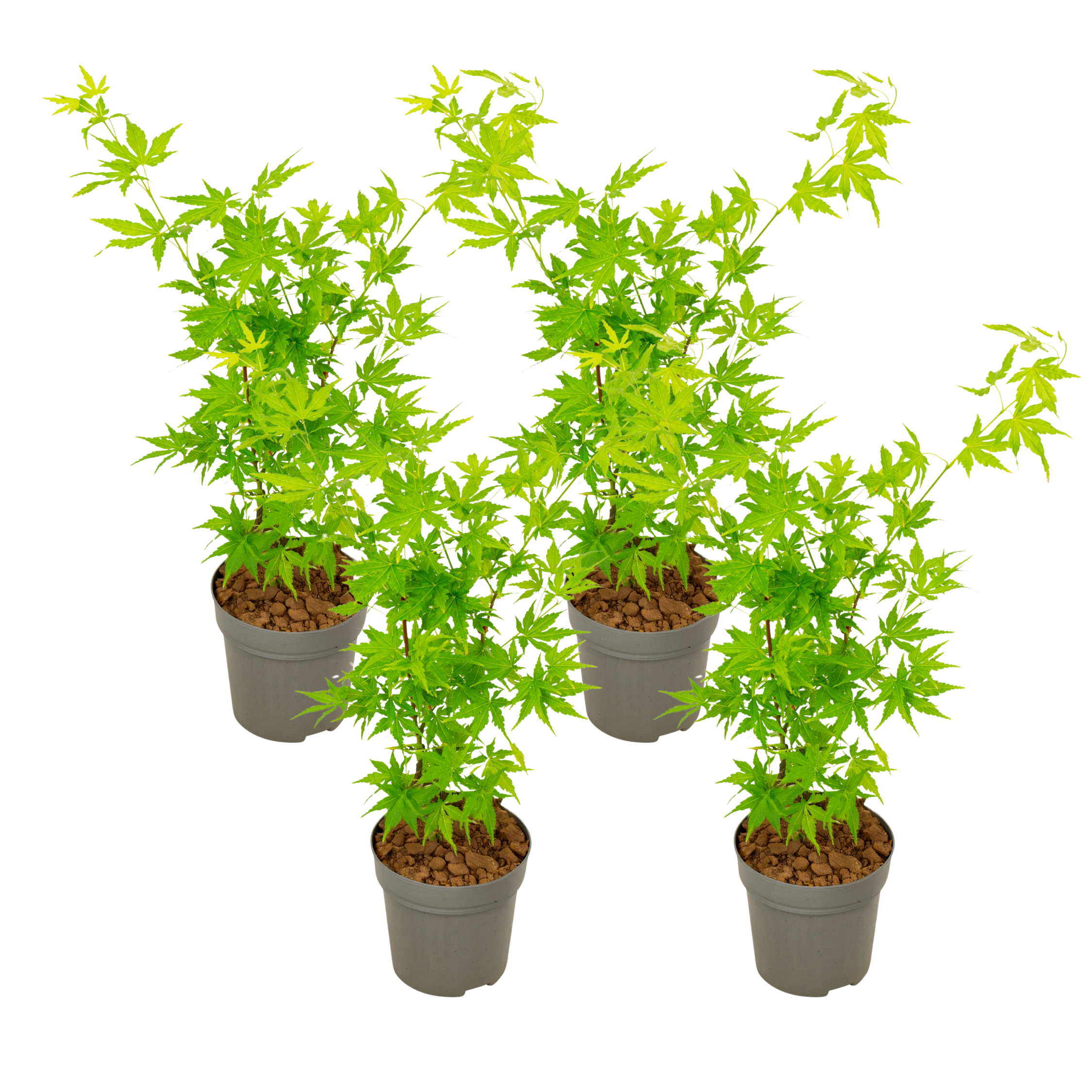 Japanse Esdoorn - Set van 4 - Acer'Going Green'- Hoogte 25-40cm -⌀10,5cm afbeelding
