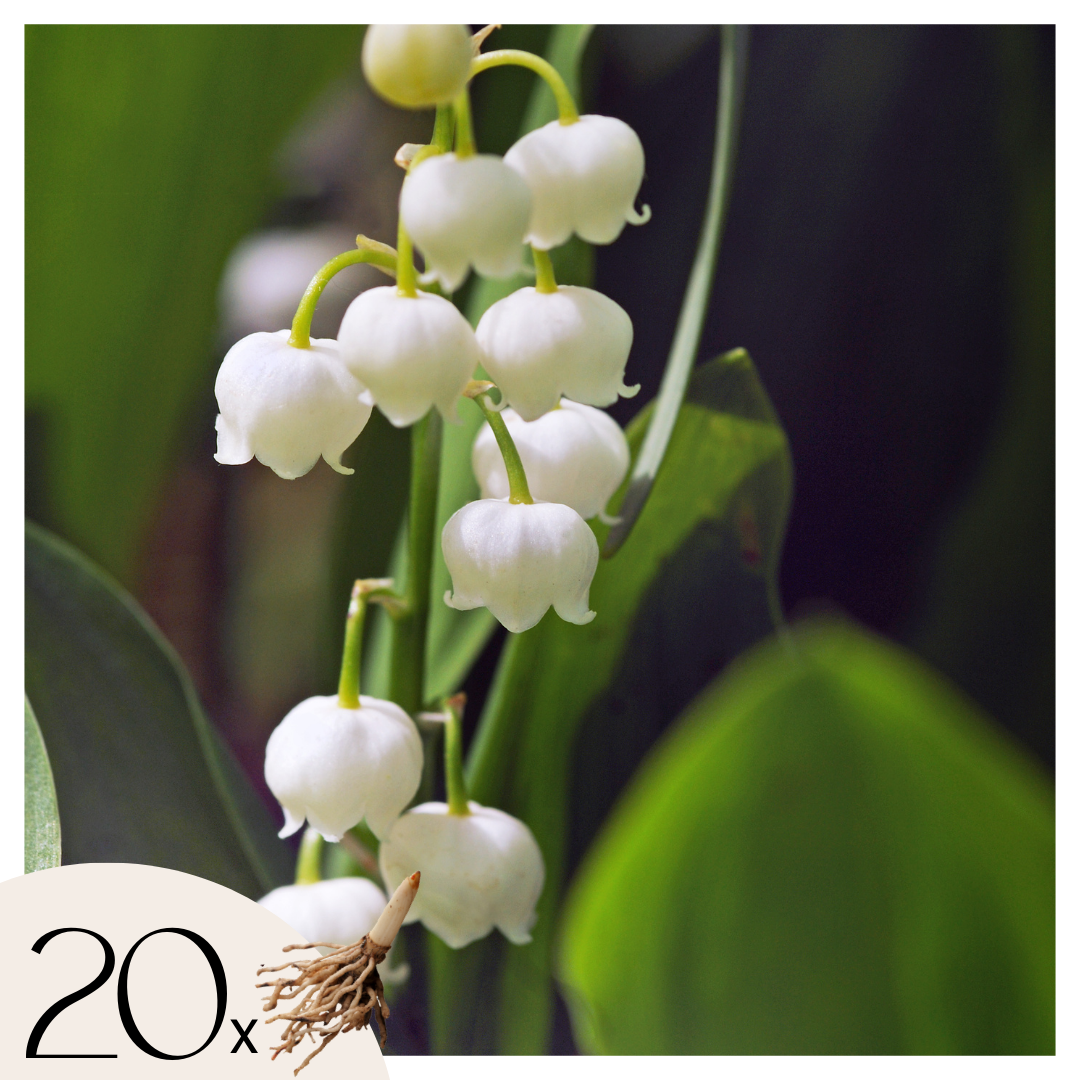 Lelietje-van-dalen - Set van 20 - Convallaria'Majalis'- Bloembollen - Wit afbeelding