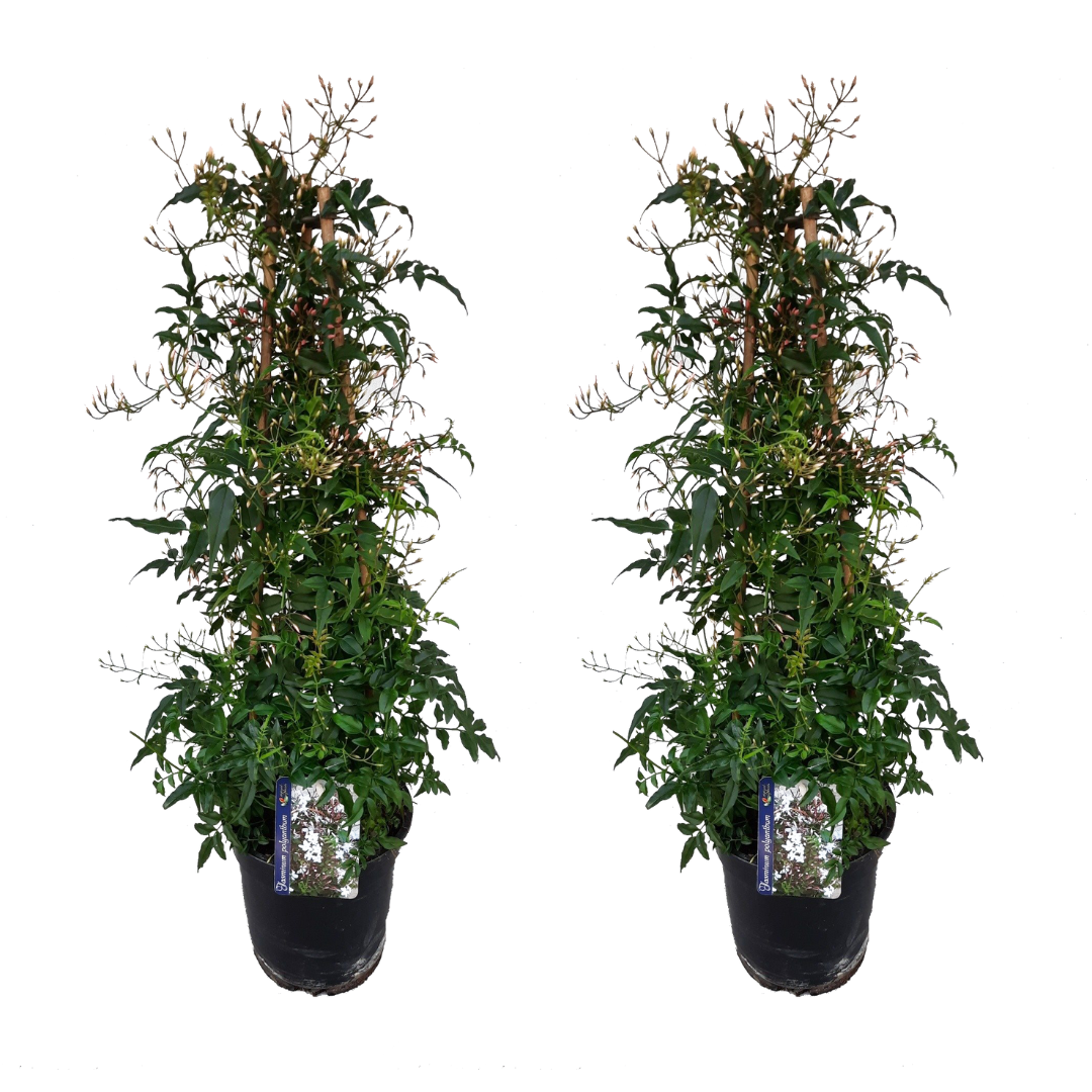 Jasmijn - Set van 2 - Jasminum polyanthum - Hoogte 60-70cm -⌀17cm afbeelding