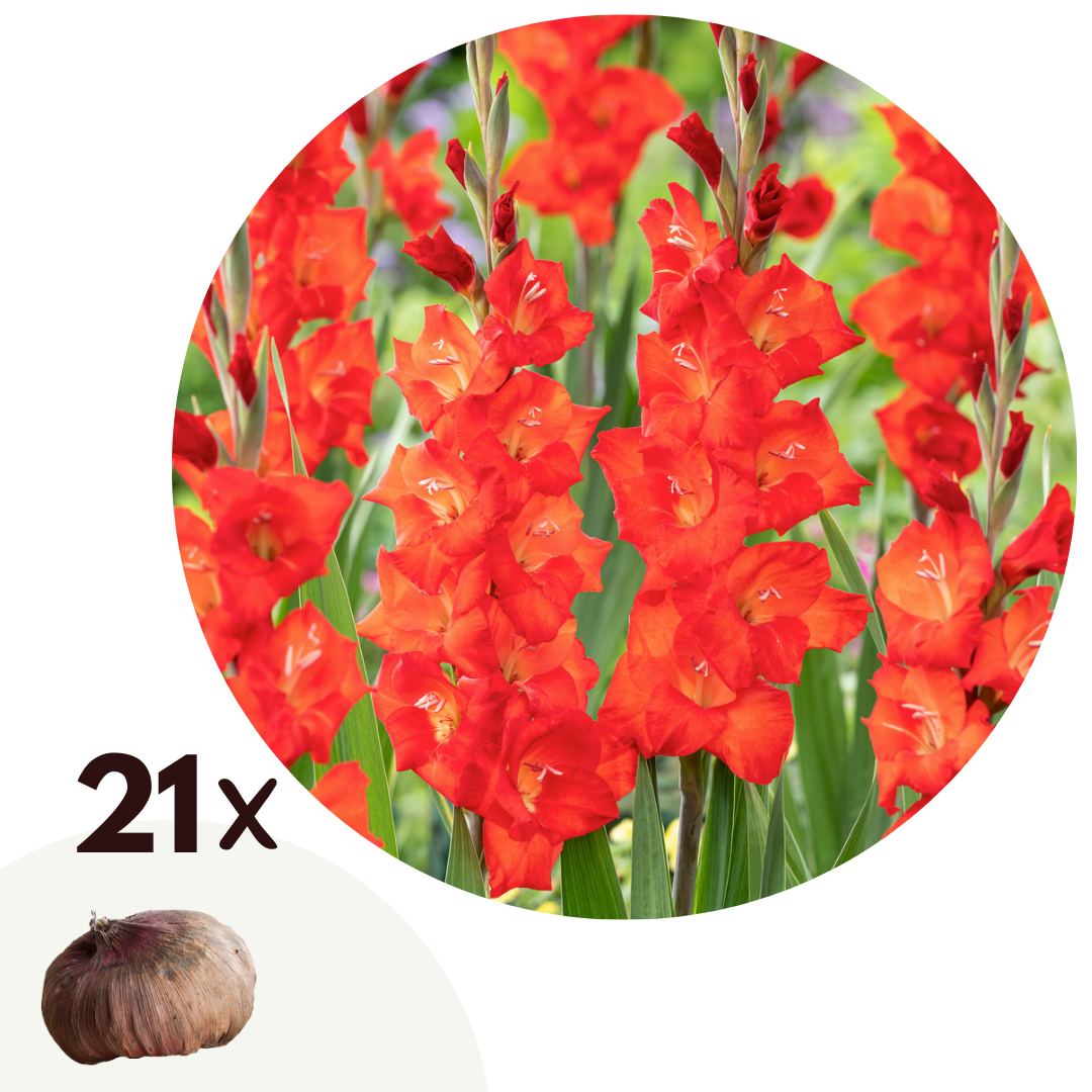 Zwaardlelie - Set van 21 - Gladiolus'Glamini Patty'- Bloembollen - Rood afbeelding