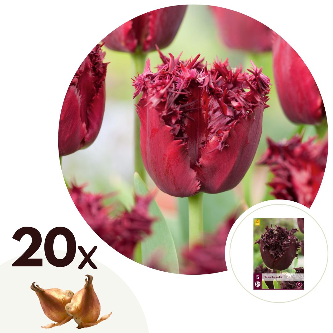 Tulpenbollen - Set van 20 - Tulipa'Labrador'- Bloembollen - Paars afbeelding