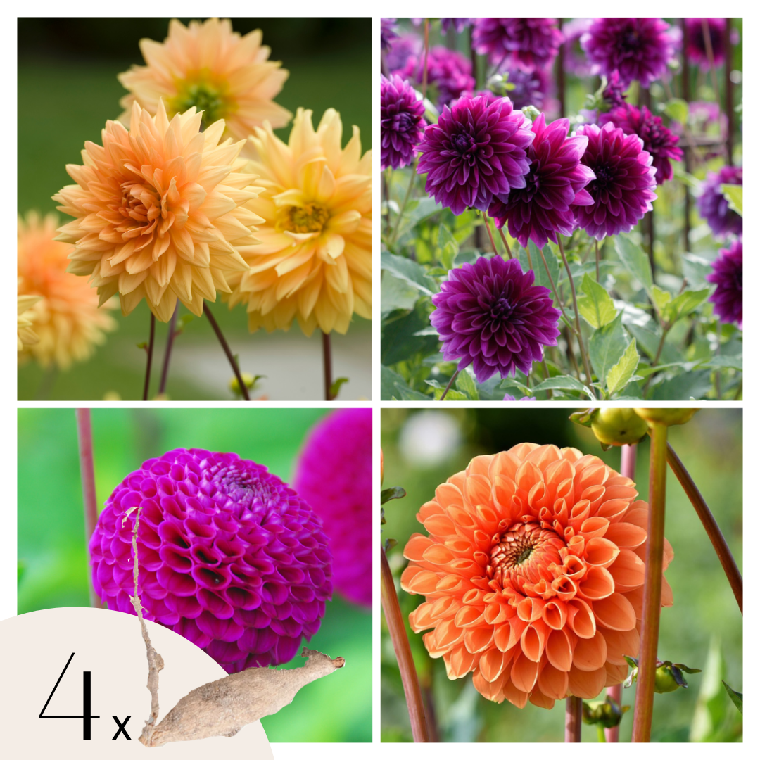 Dahliaknollen - Set van 4 - Dahlia'Bouqet Sunshine' afbeelding