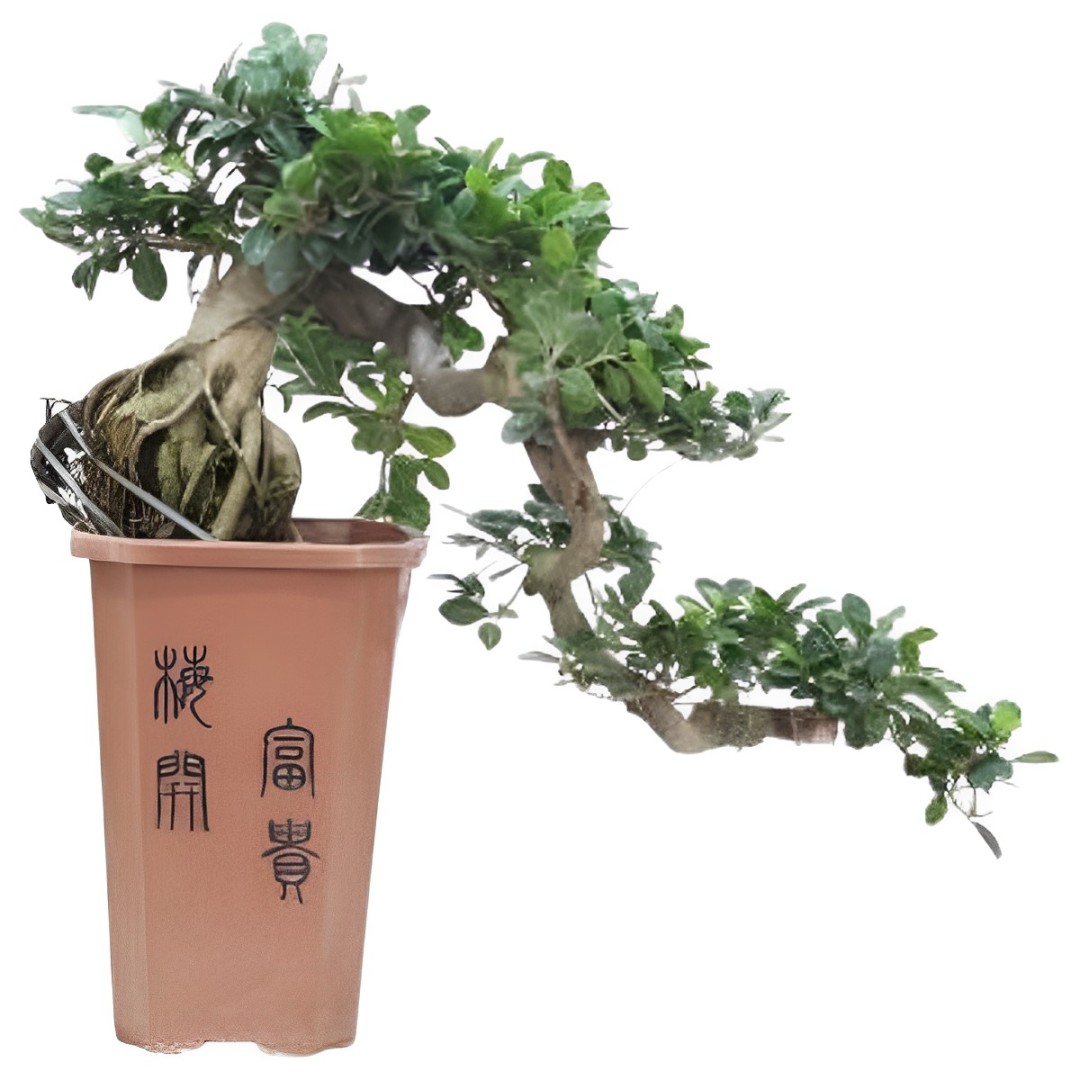 Bonsai Cascade - Ficus retusa - Hoogte 70cm -⌀26cm afbeelding