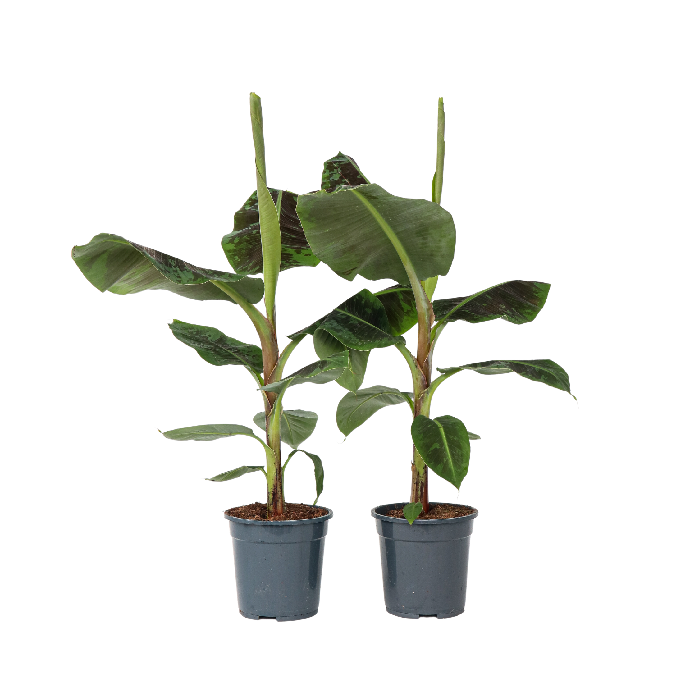 Bananenplant - Set van 2 - Musa'Dwarf Cavendish'- Hoogte 90-100cm -⌀21cm afbeelding
