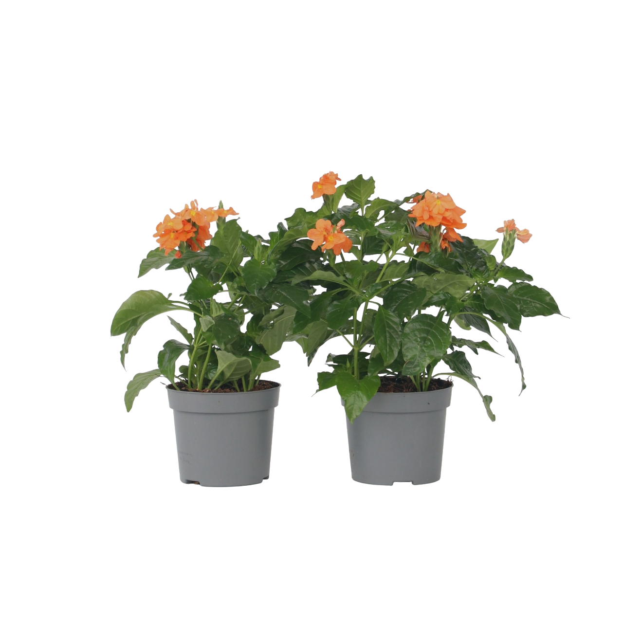 Voetzoekerbloem - Set van 4 - Crossandra'Fortuna'- Hoogte 20-30cm -⌀13cm afbeelding