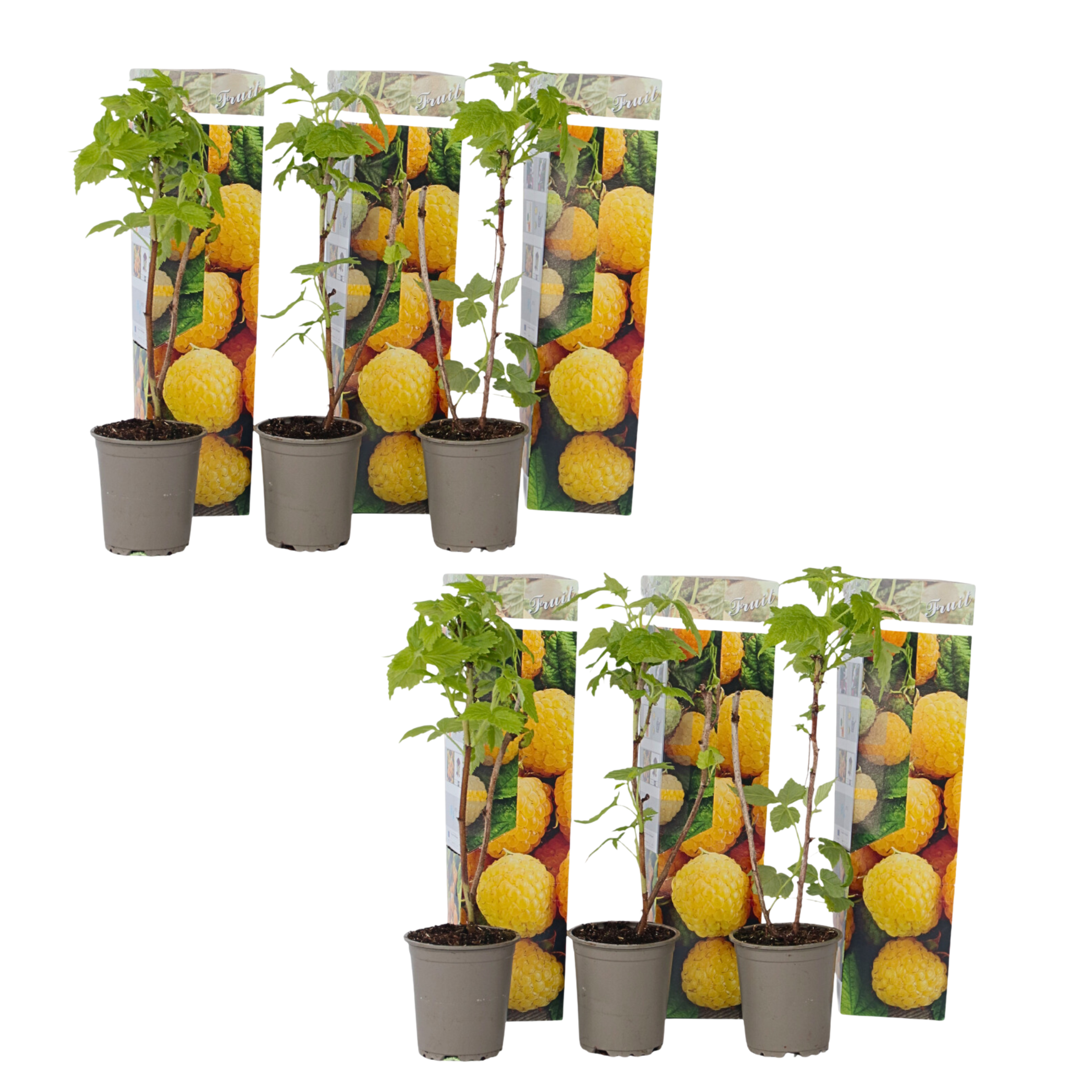 Frambozenplant - Set van 6 - Rubus idaeus'Fallgold'- Hoogte 25-40cm -⌀9cm afbeelding