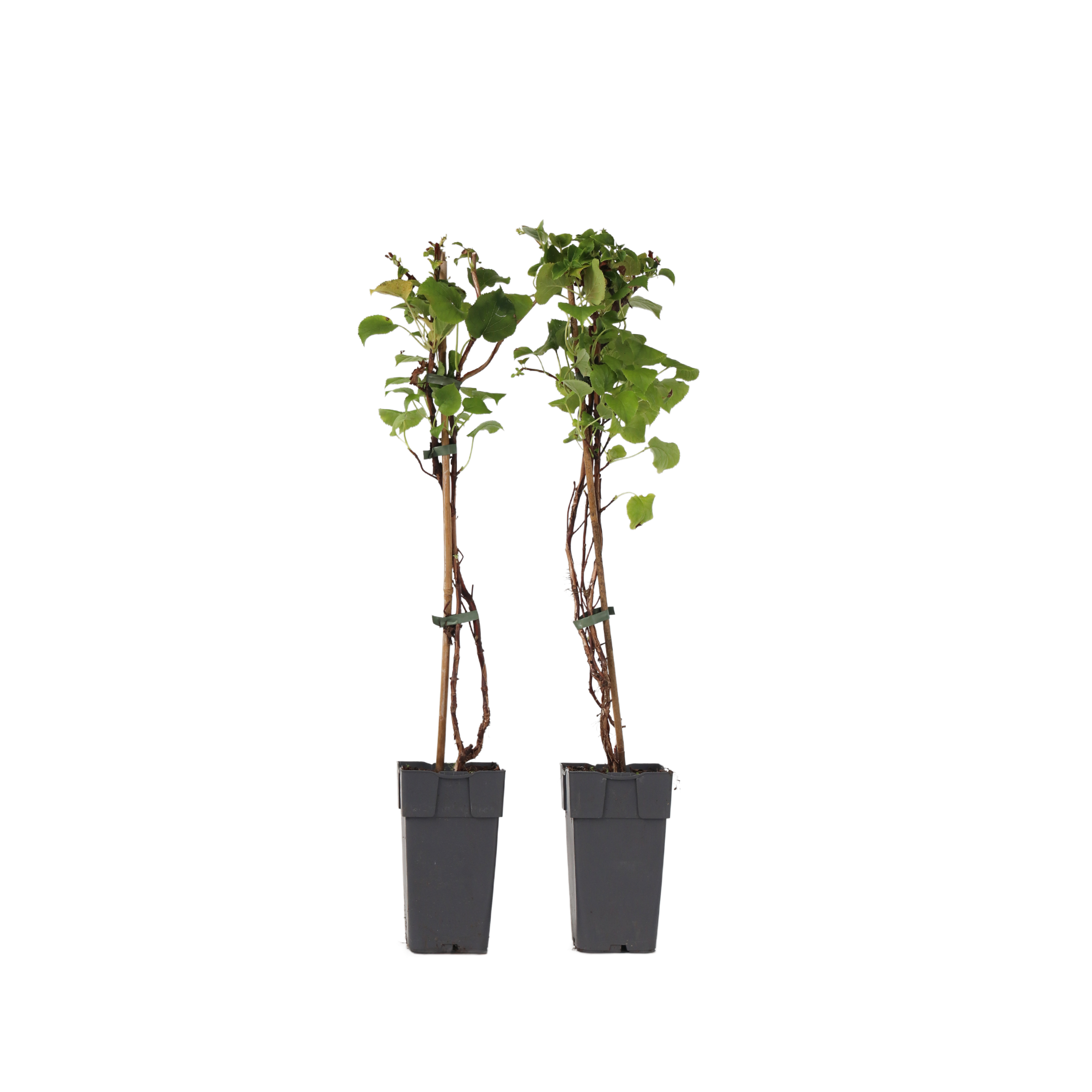 Hortensia - Set van 2 - Hydrangea anomale Petiolaris - Hoogte 60-70cm -⌀15cm afbeelding