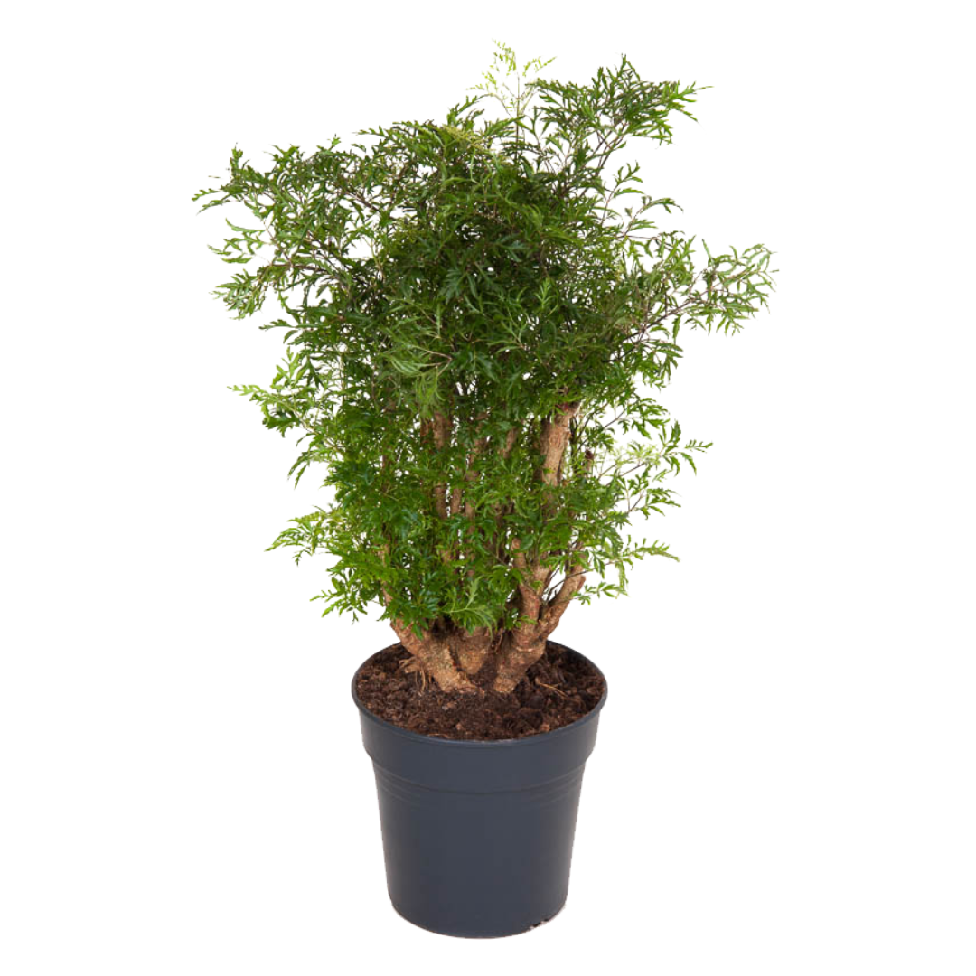 Aralia - Polyscias fruticosa - Hoogte 70-80cm -⌀21cm afbeelding