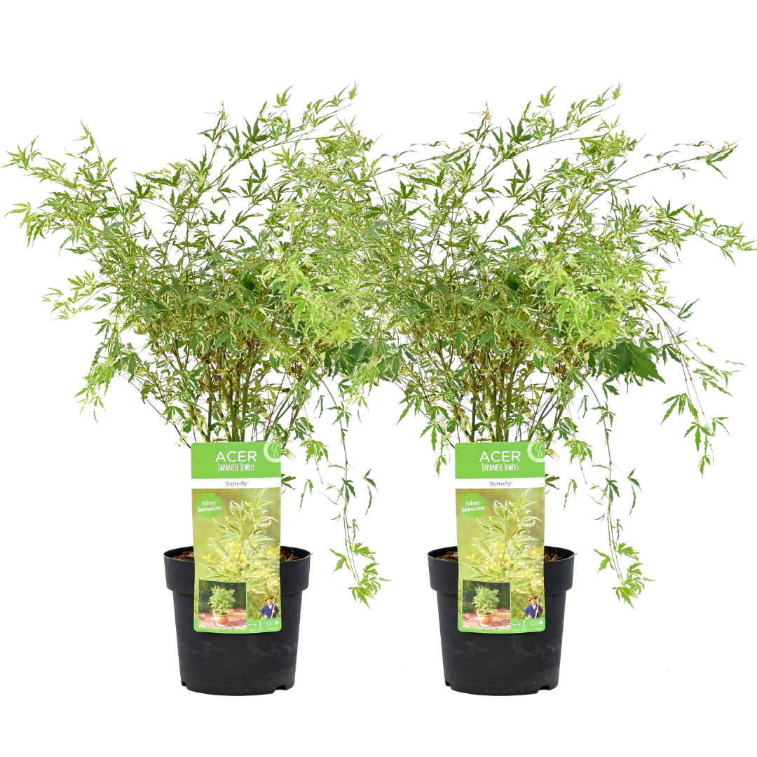 Japanse Esdoorn - Set van 2 - Acer palmatum'Butterfly'- Hoogte 50-60cm -⌀19cm afbeelding