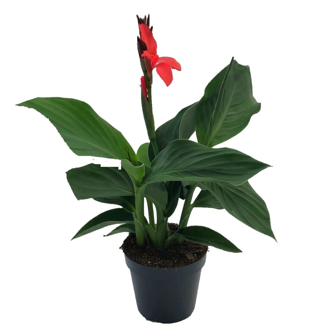 Bloemriet - Canna'Cannova'- Hoogte 35-45cm -⌀17cm afbeelding