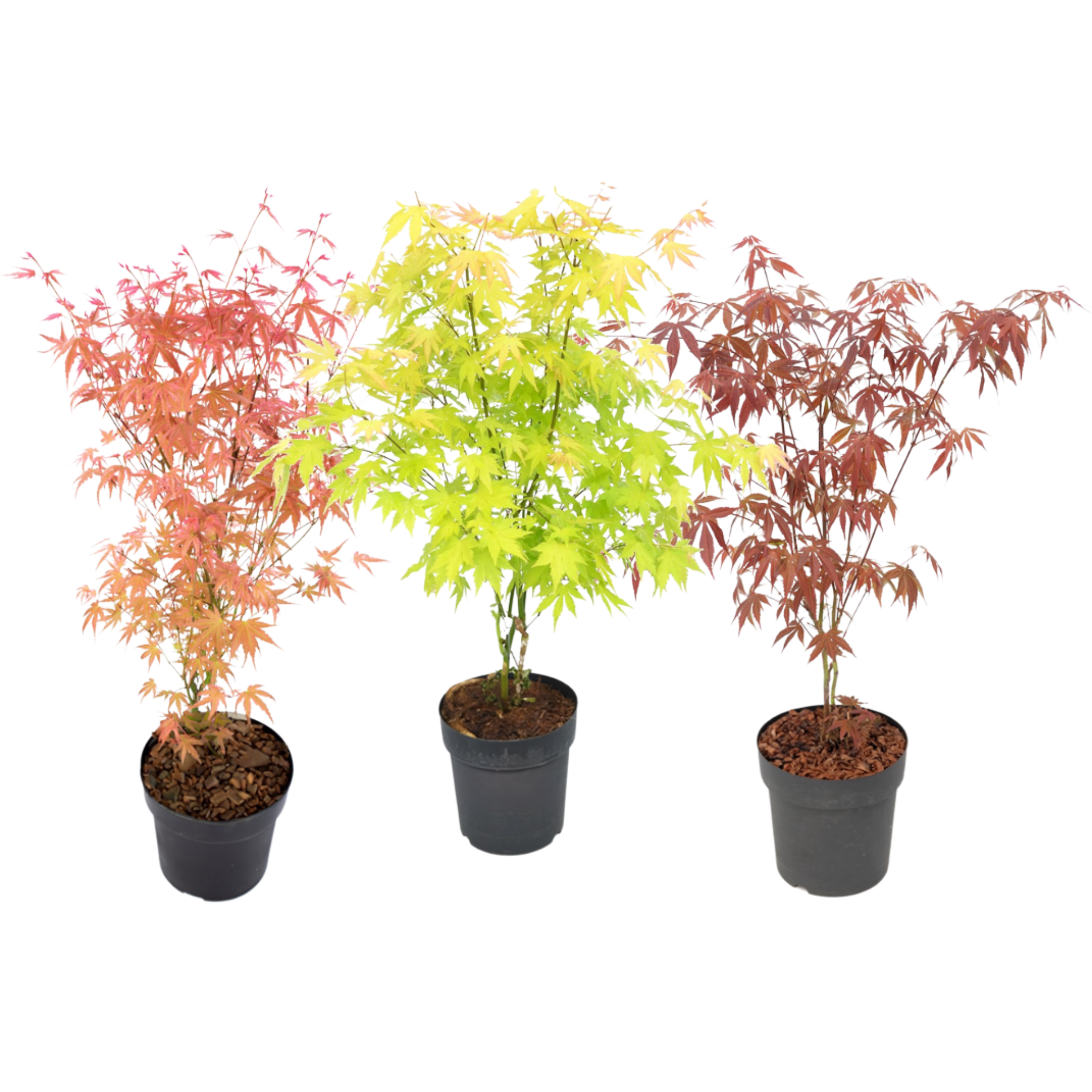 Japanse Esdoorn - Set van 3 - Acer palmatum - Hoogte 60-70cm -⌀19cm afbeelding