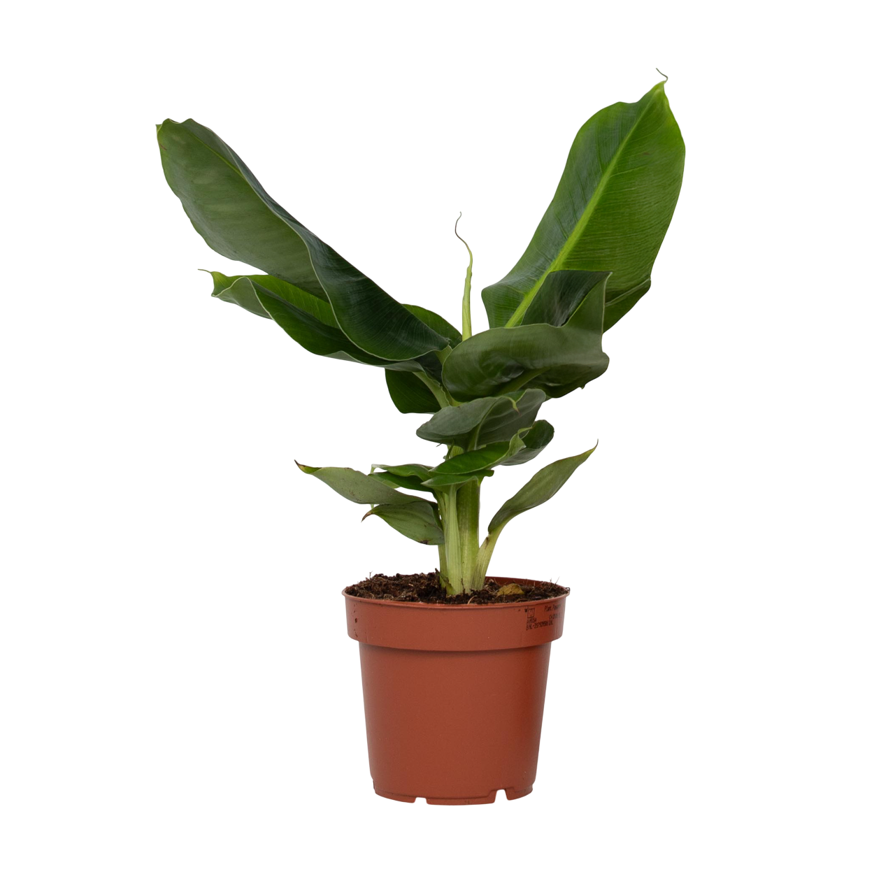 Bananenplant - Musa'Oriental Dwarf'- Hoogte 25-40cm -⌀12cm afbeelding