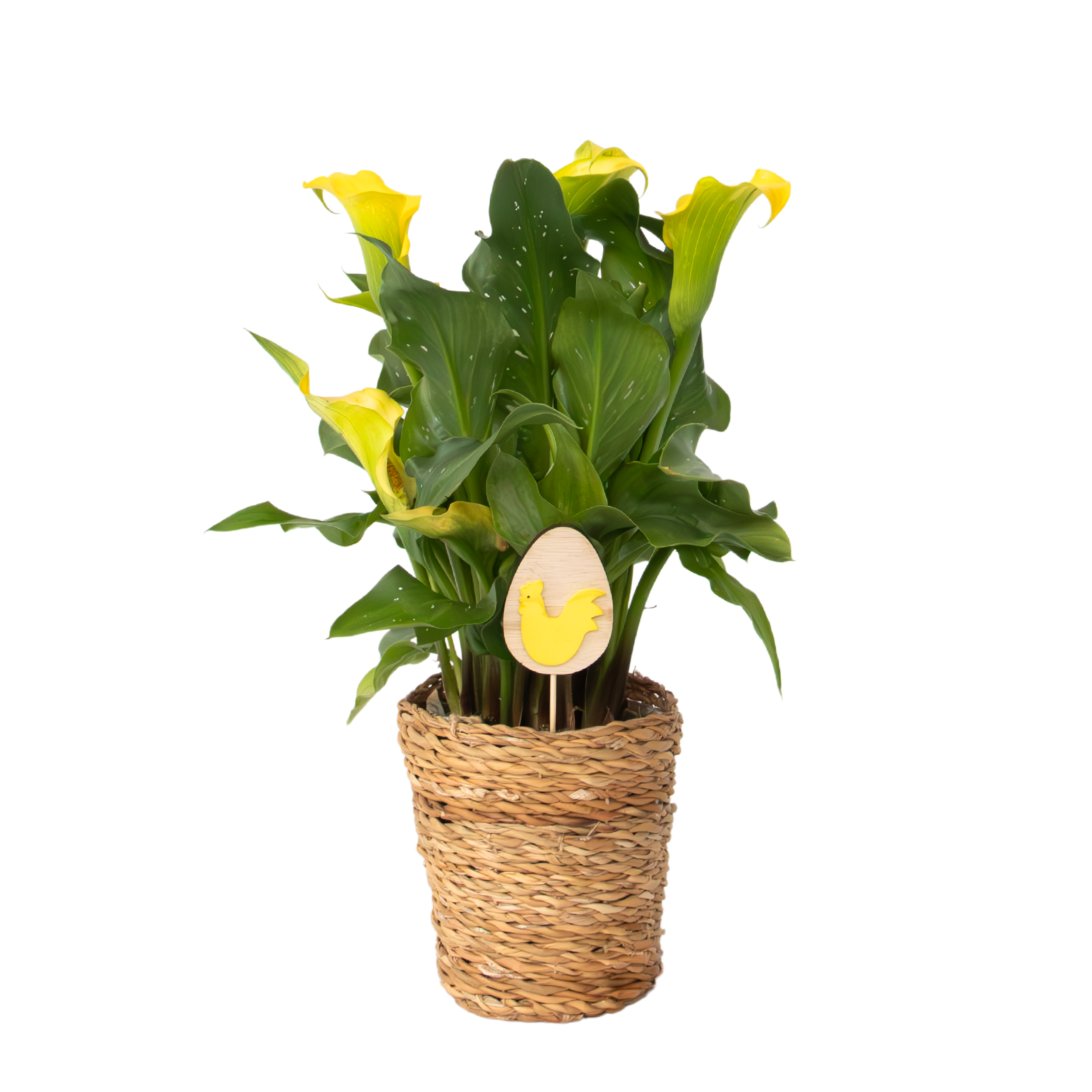 Calla'Ruby'- Aronskelk - Geel - Hoogte 30-40cm -⌀12cm afbeelding