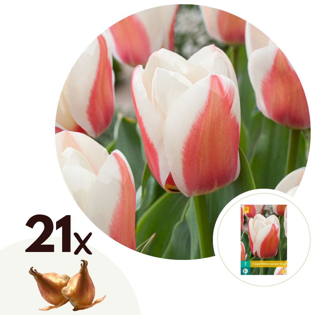 Tulpenbollen - Set van 21 - Tulipa'Willem vd Akker'- Bloembollen - Roze afbeelding