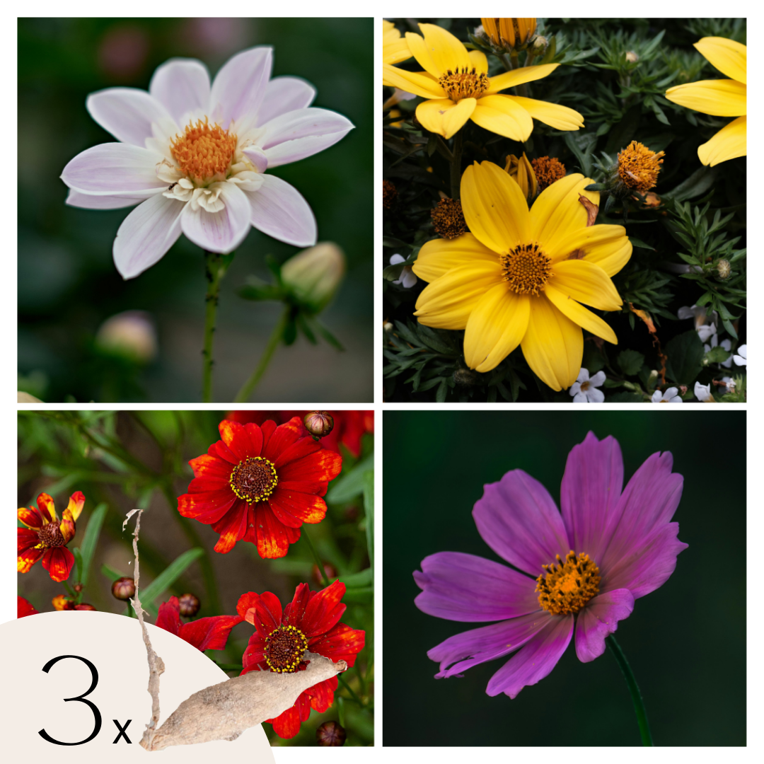 Dahliaknollen - Set van 3 - Dahlia'Topmix' afbeelding