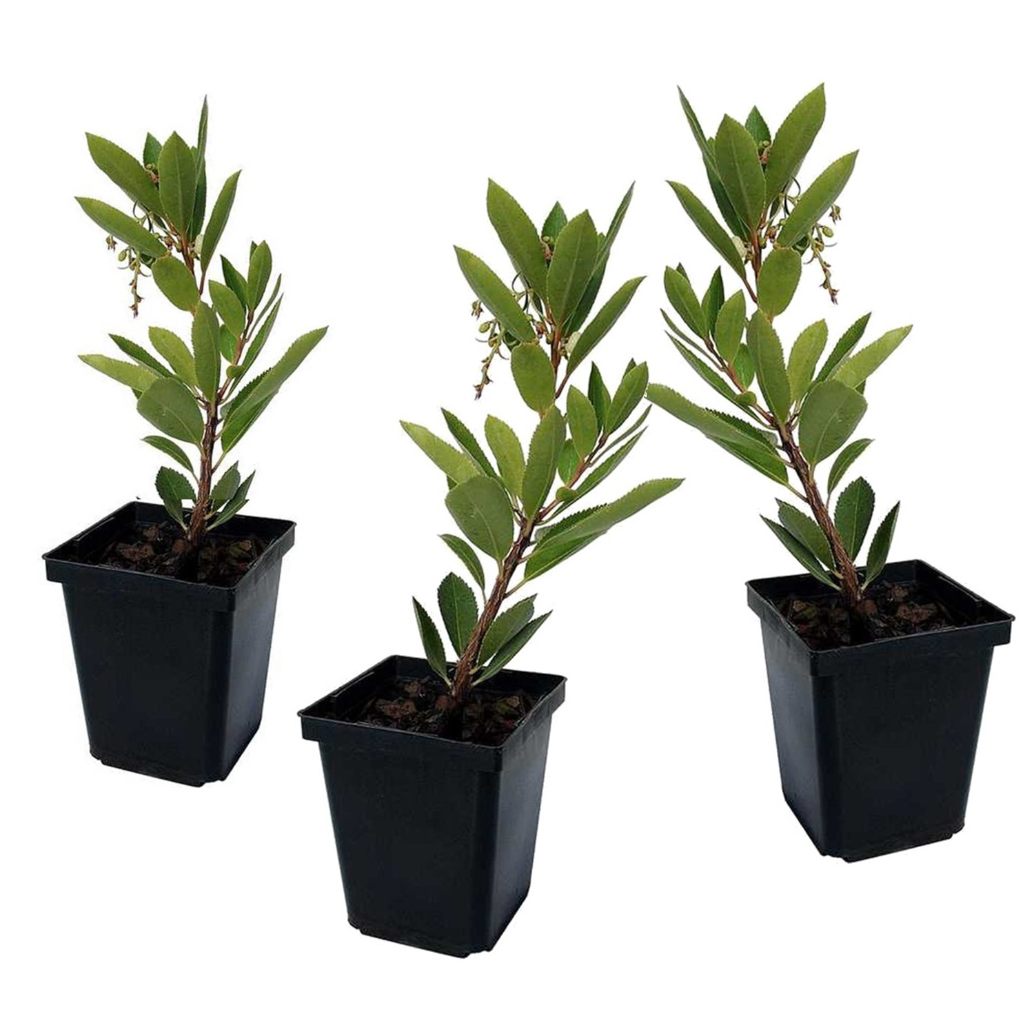 Aardbeienplant - Set van 3 - Arbutus'Unedo'- Hoogte 25-40cm -⌀9cm afbeelding