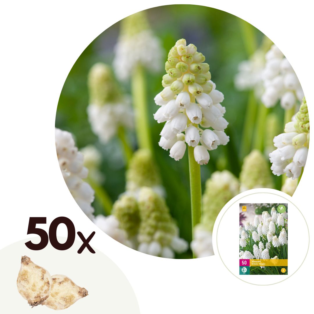 Blauwe Druifjes - Set van 50 - Muscari'White Magic'- Bloembollen - Wit afbeelding