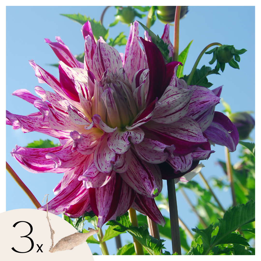 Dahliaknollen - Set van 3 - Dahlia'Bristol Stripe'- Roze afbeelding