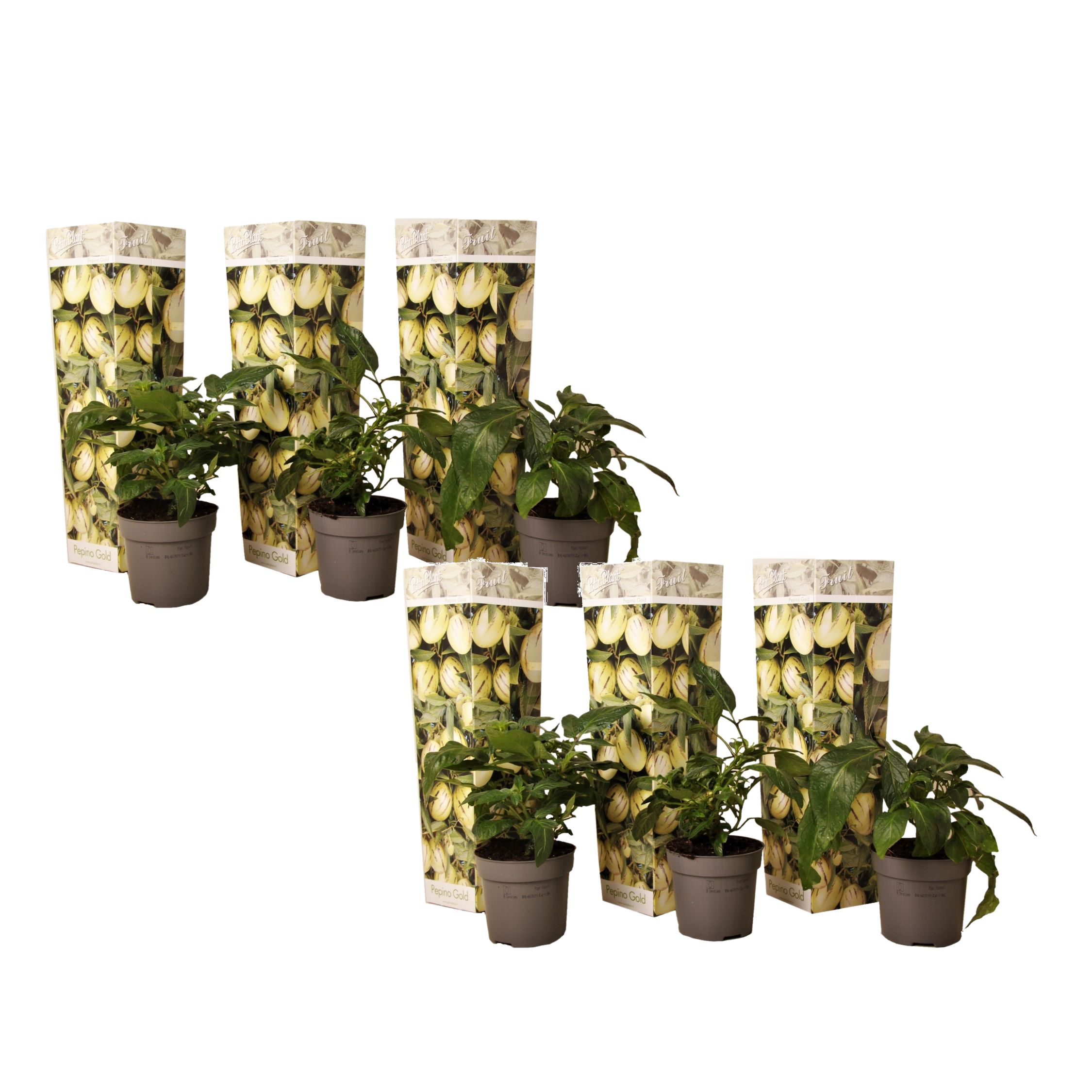 Meloenpeer - Set van 6 - Solanum Muricatum'Pepino gold'- Hoogte 25-40cm -⌀9cm afbeelding