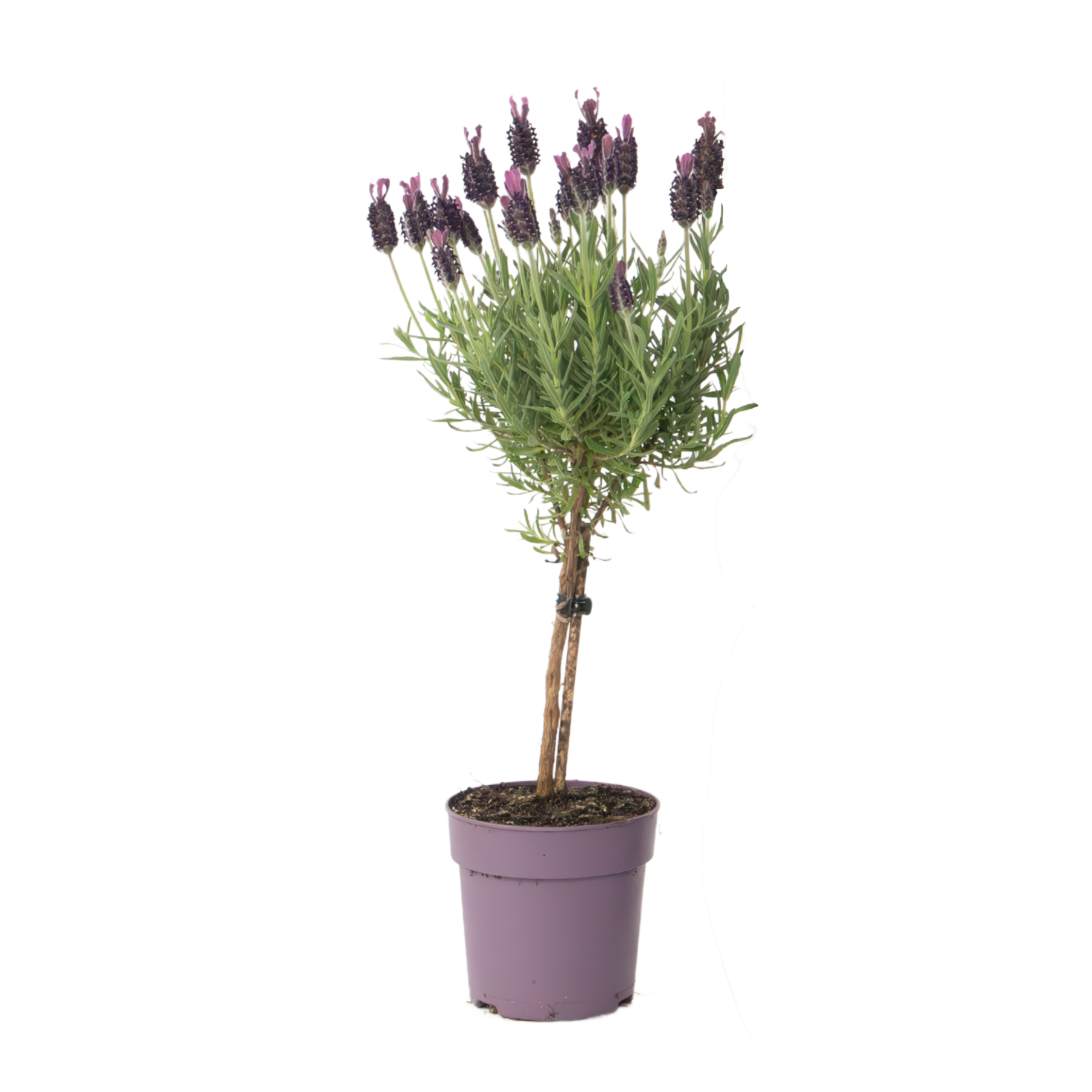 Lavendel - Lavandula stoechas'Anouk'- Hoogte 30-40cm -⌀12cm afbeelding