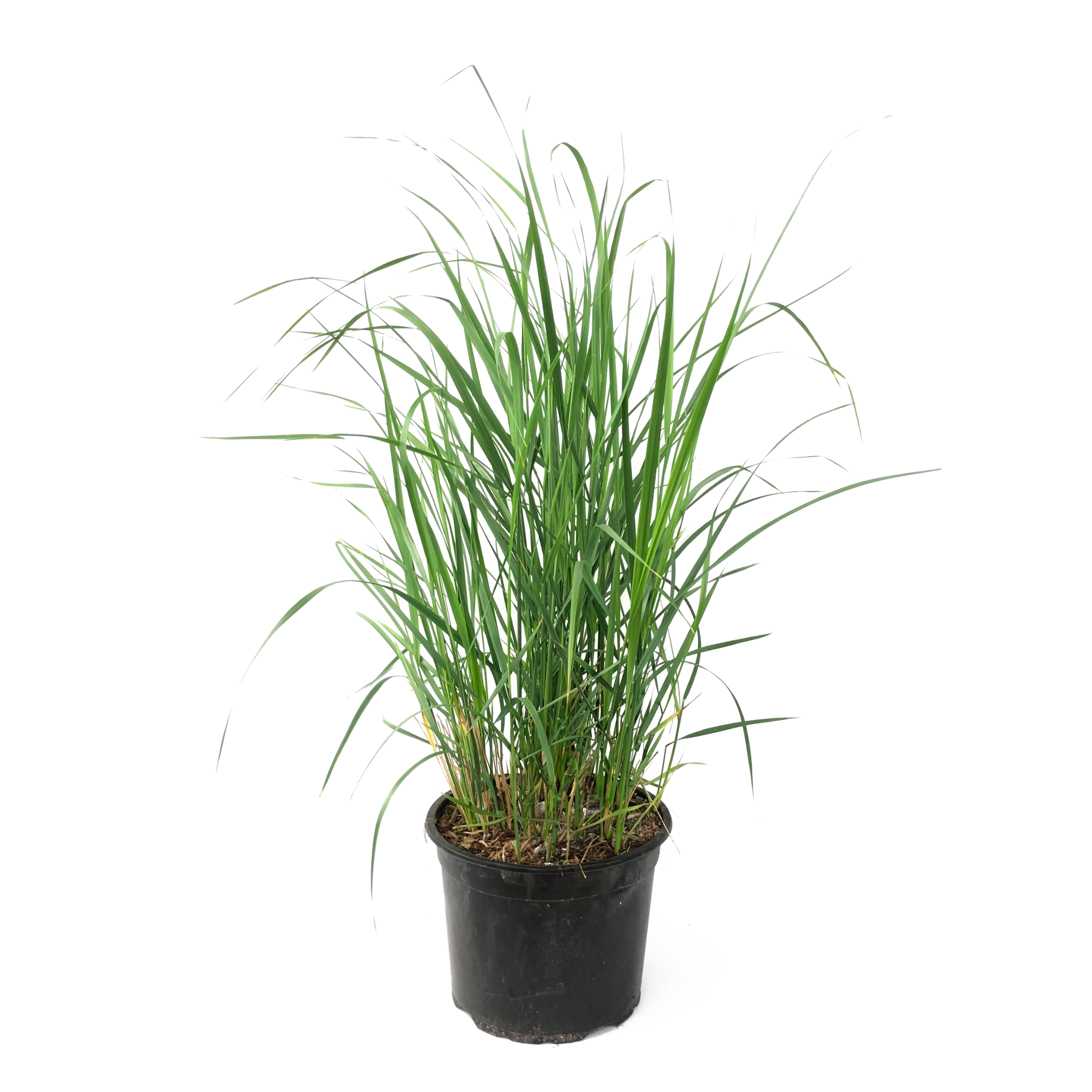 Struisriet - Calamagrostis'Karl Foerster'- Hoogte 40-60cm -⌀23cm afbeelding
