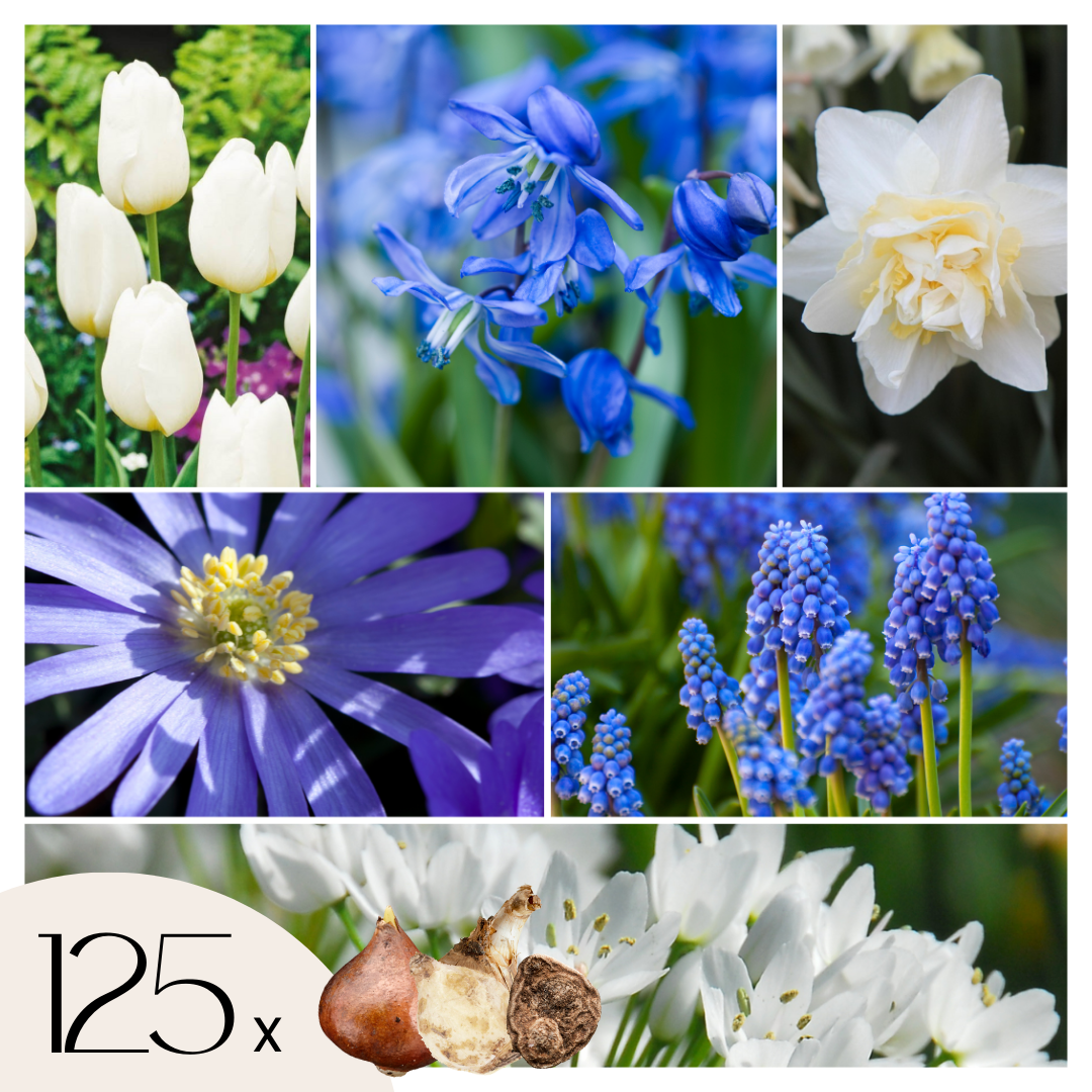 Mix bloembollen - Set van 125 - Allium, Narcissus, Muscari, Tulipa - Blauw afbeelding