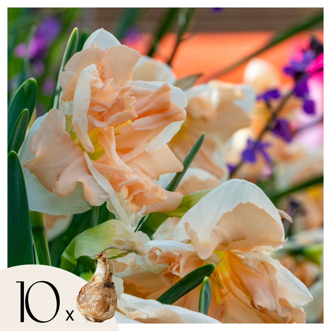 Narcissen - Set van 10 - Narcissus'Apricot Whirl'- Bloembollen - Oranje afbeelding